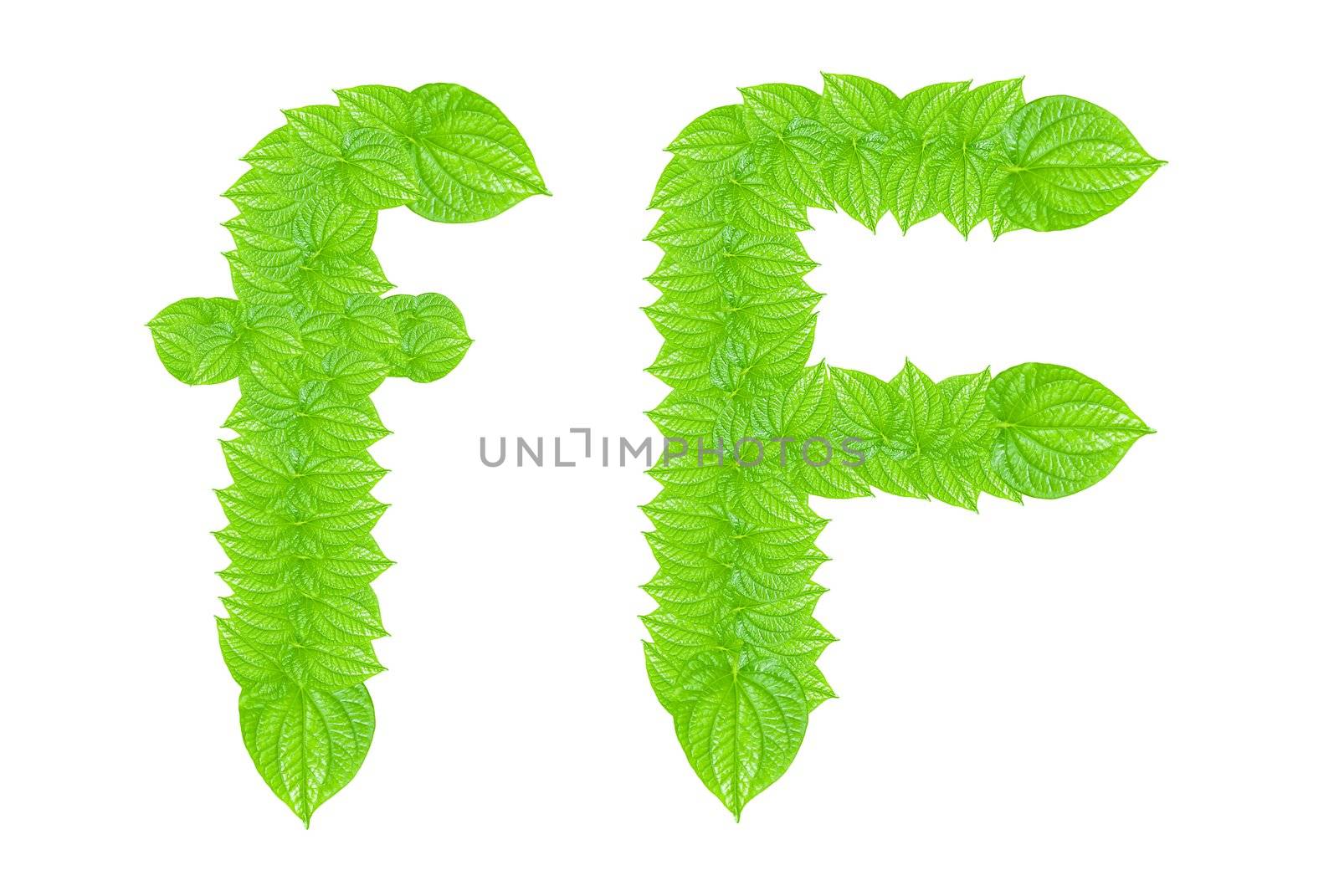English alphabet made from green leafs with letter F in small capital and large capital letter