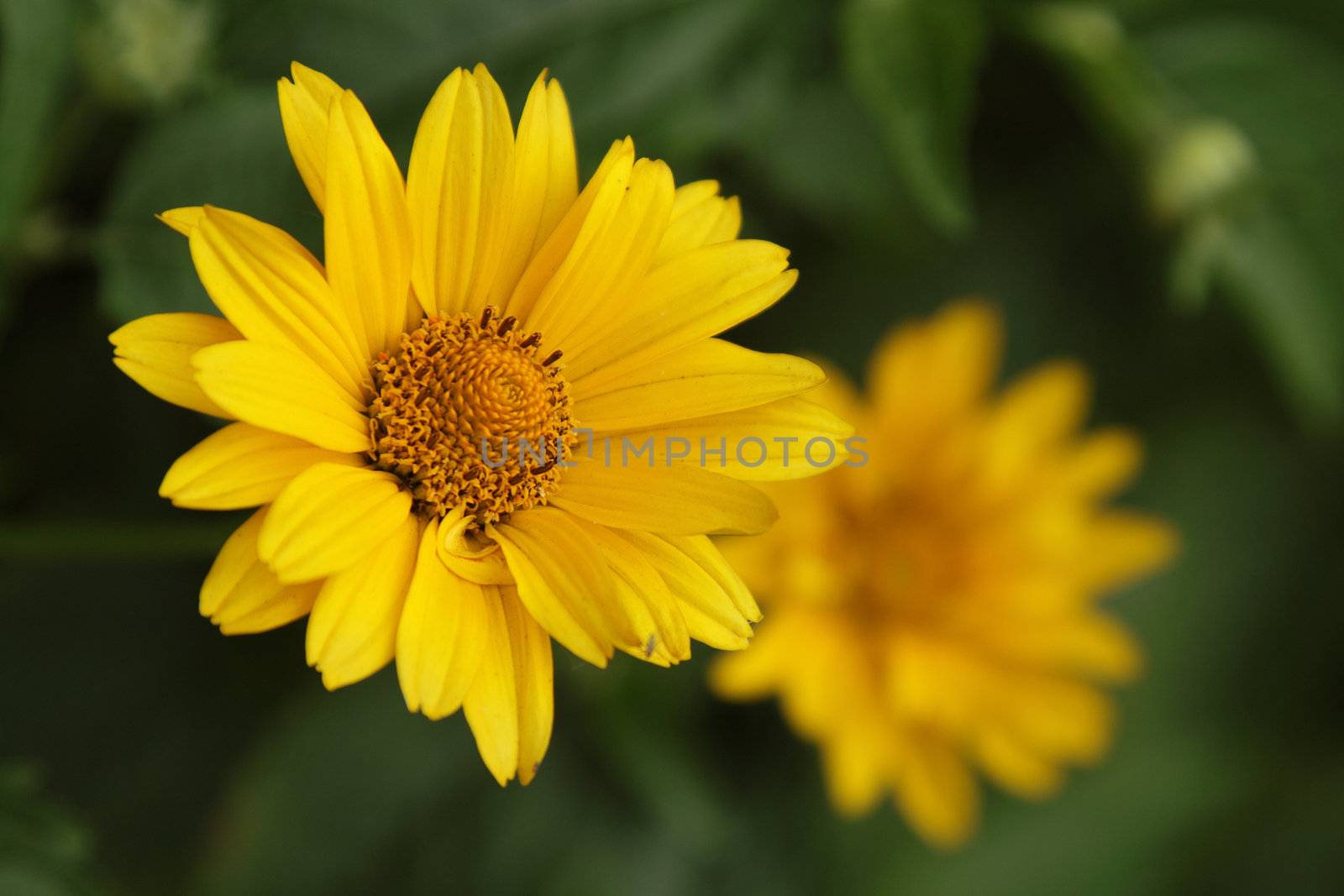 Yellow arnica in the garden, closeup photo