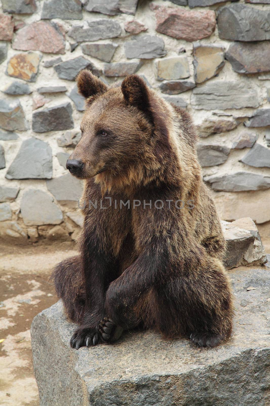 Brown bear in the zoo