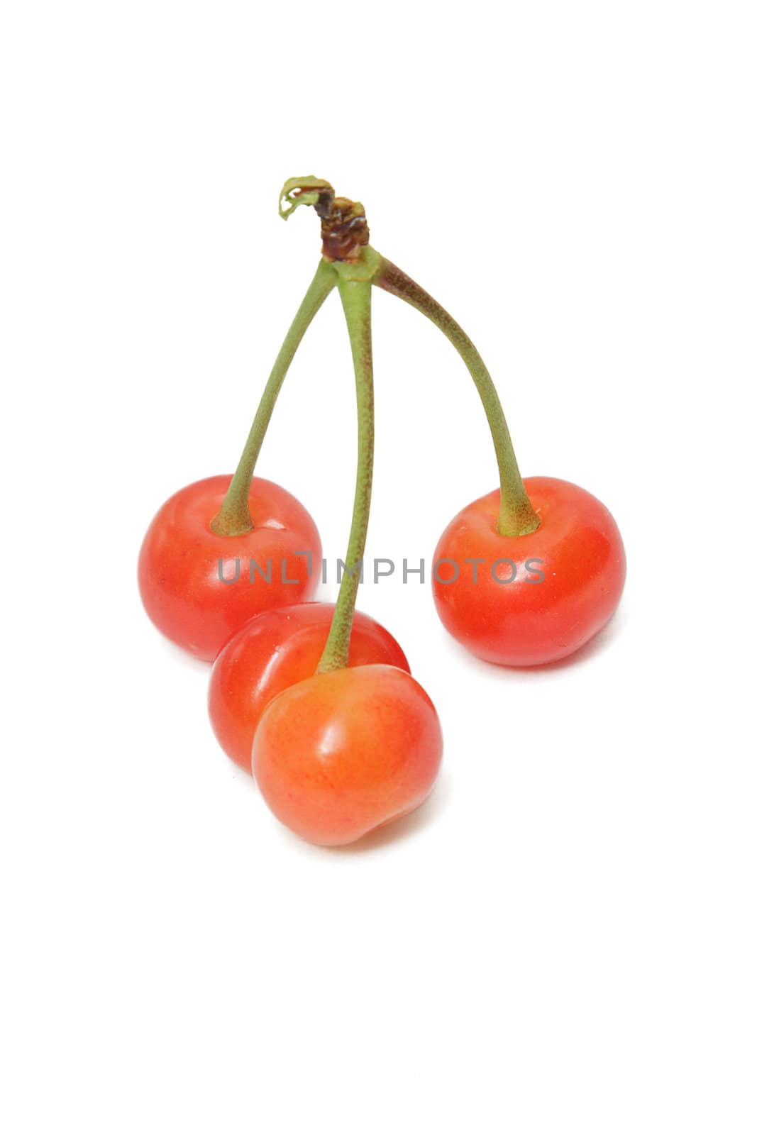 Bunch of cherries isolated on white background