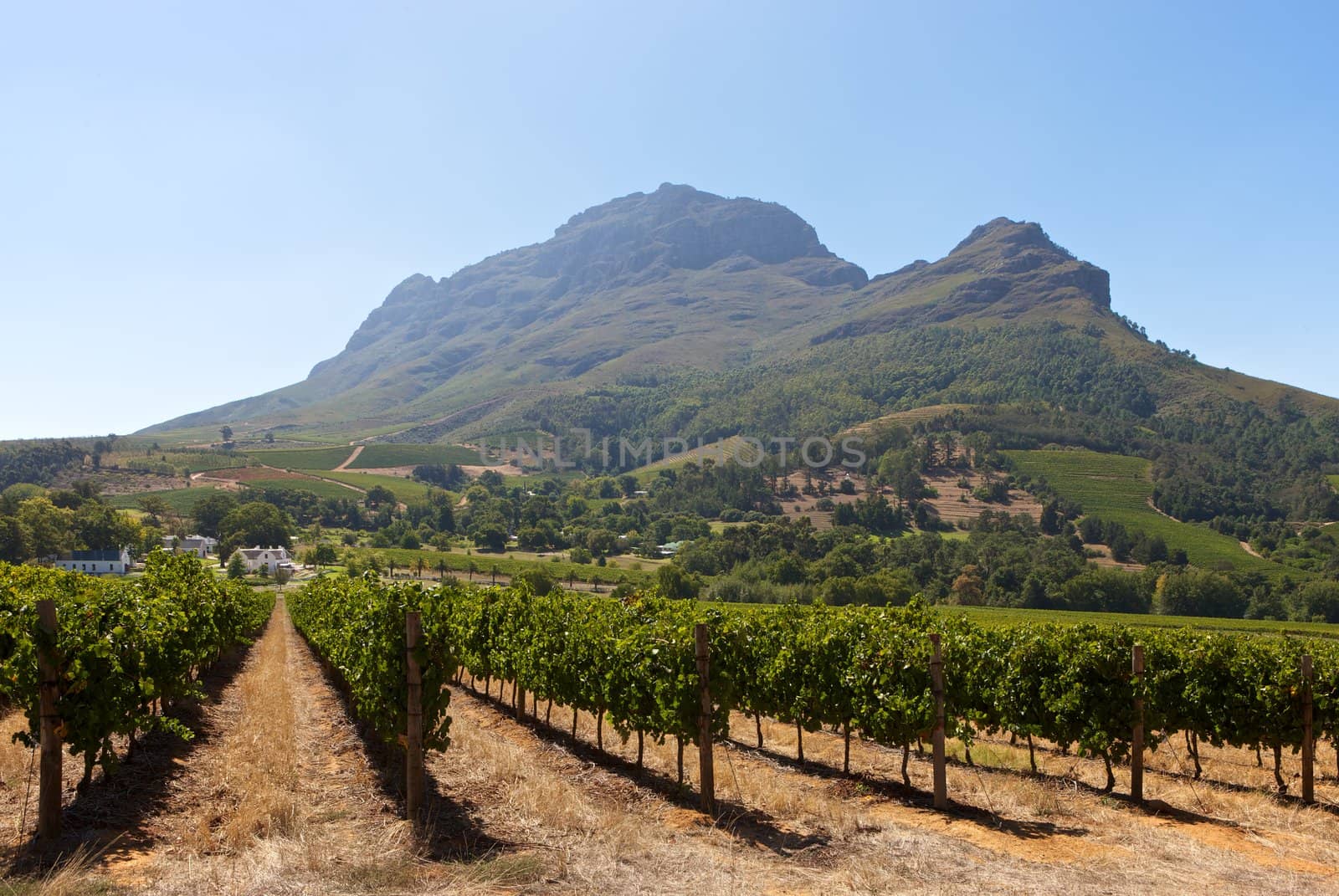 South African vineyards by johanelzenga