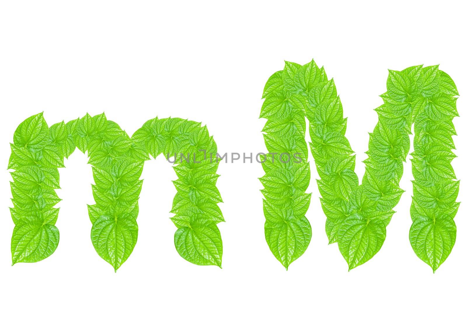 English alphabet made from green leafs with letter M in small capital and large capital letter