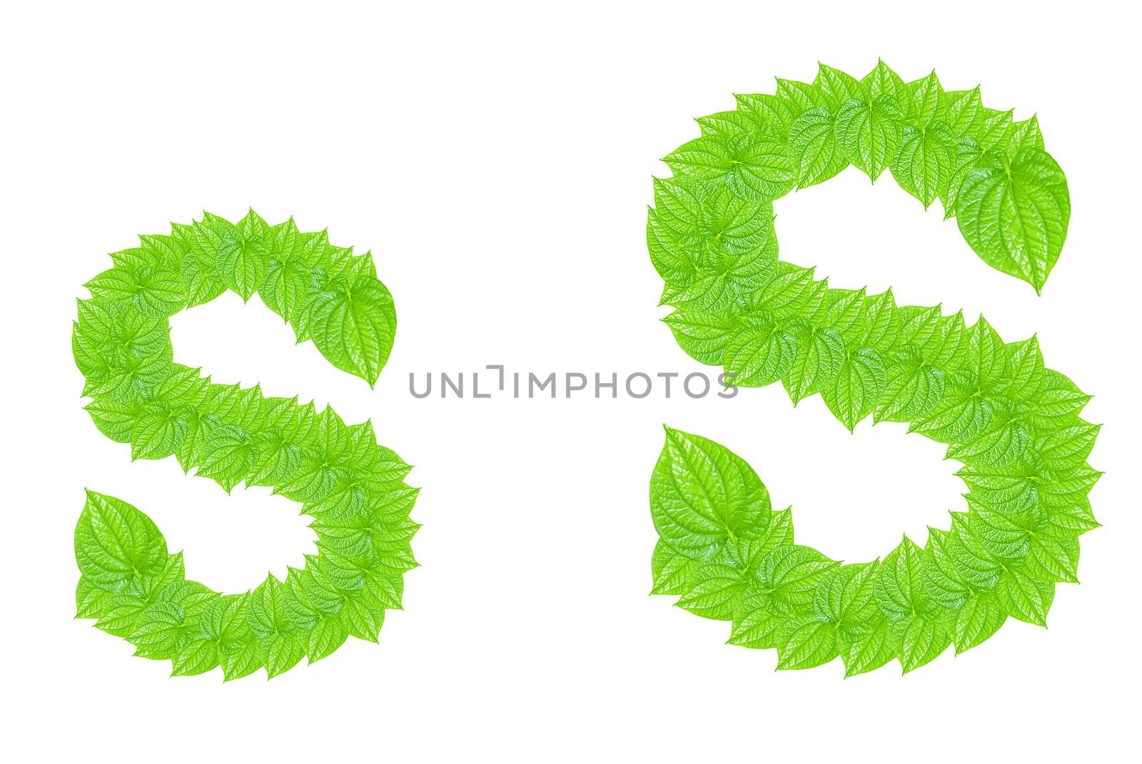 English alphabet made from green leafs with letter S in small capital and large capital letter