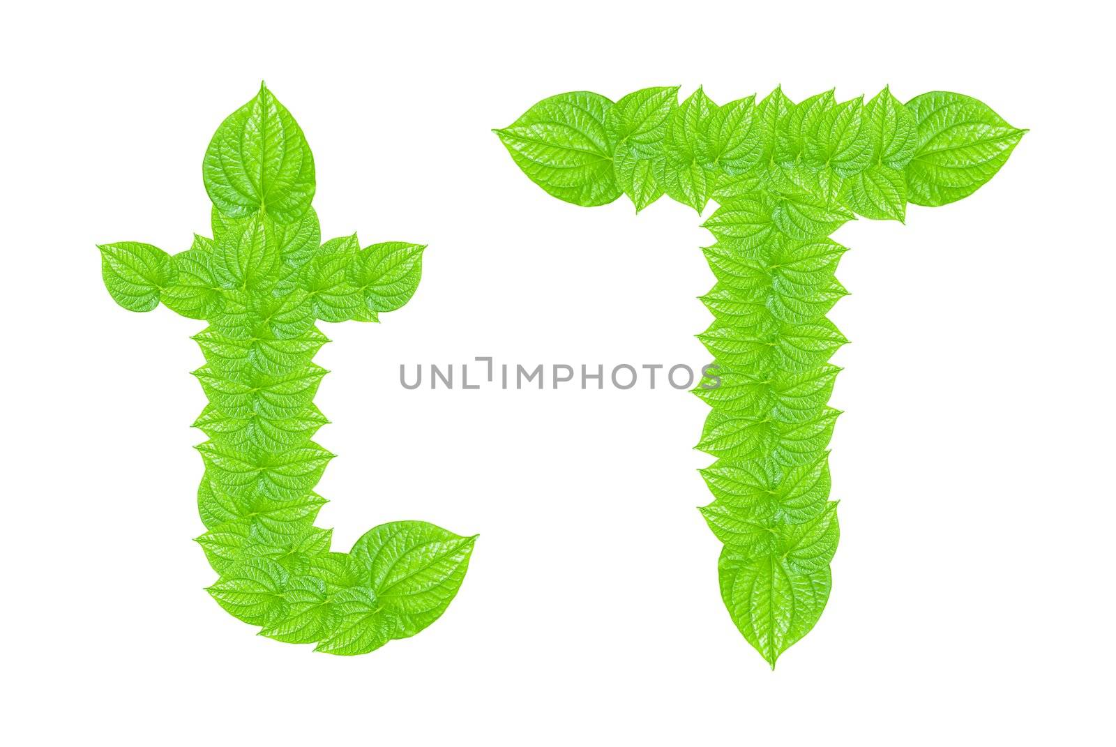 English alphabet made from green leafs with letter T in small capital and large capital letter