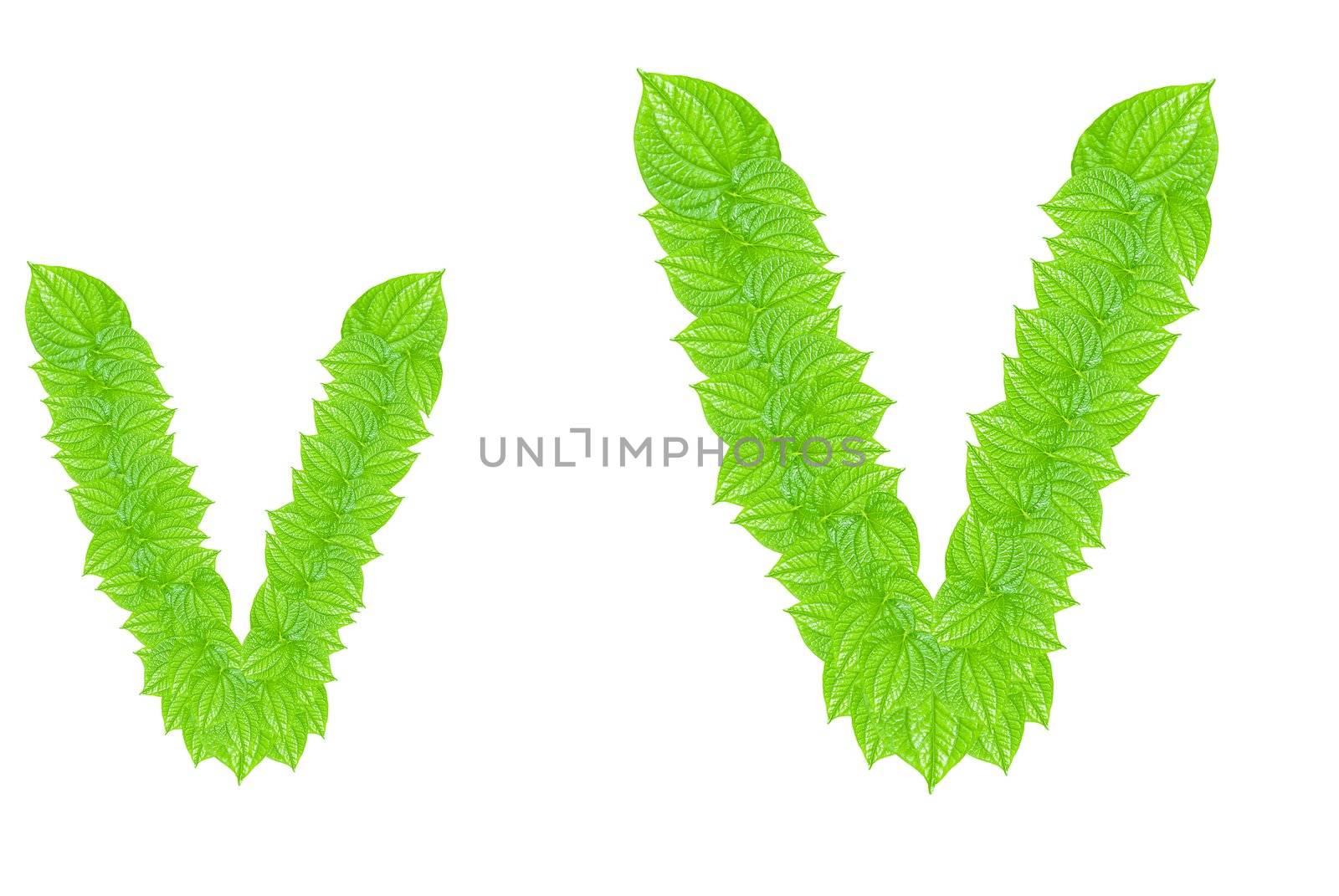 English alphabet made from green leafs with letter V in small capital and large capital letter