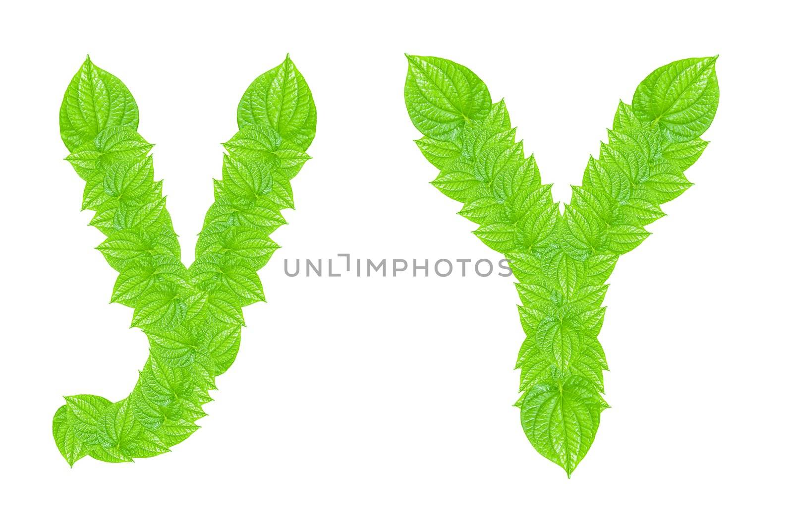 English alphabet made from green leafs by sasilsolutions