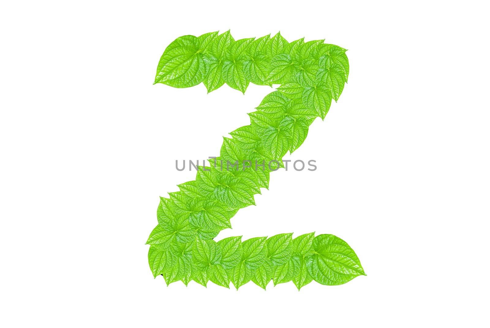 English alphabet made from green leafs with letter Z in small capital and large capital letter