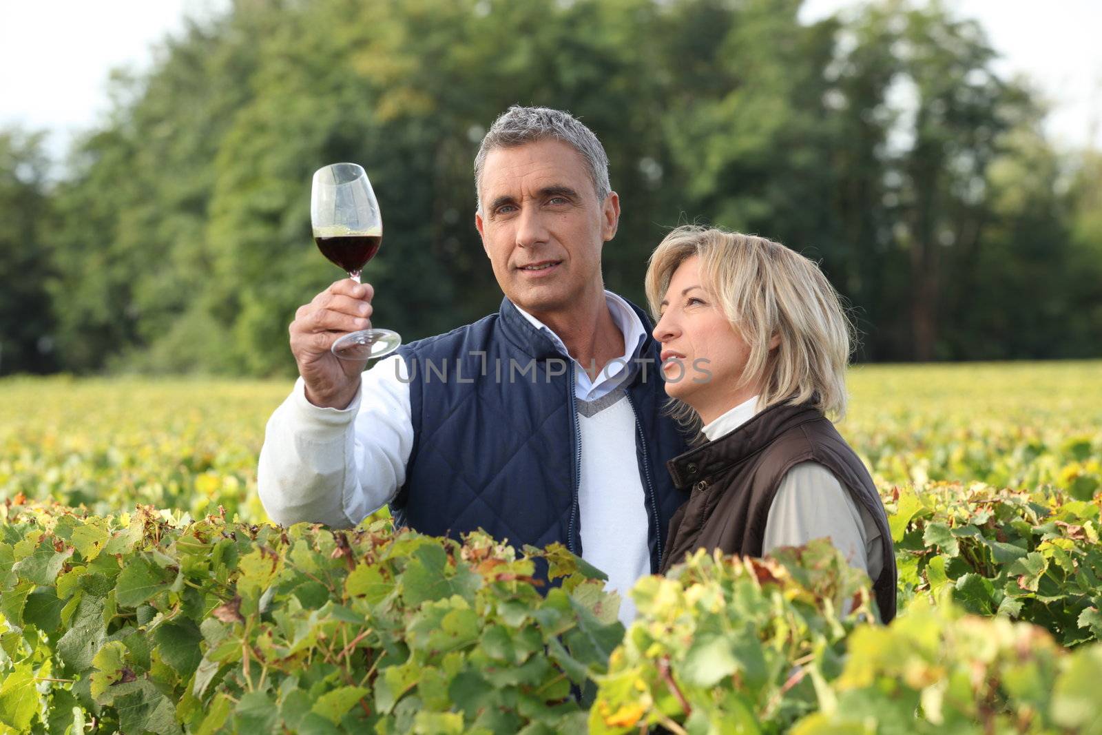 Couple tasting wine in vineyard by phovoir