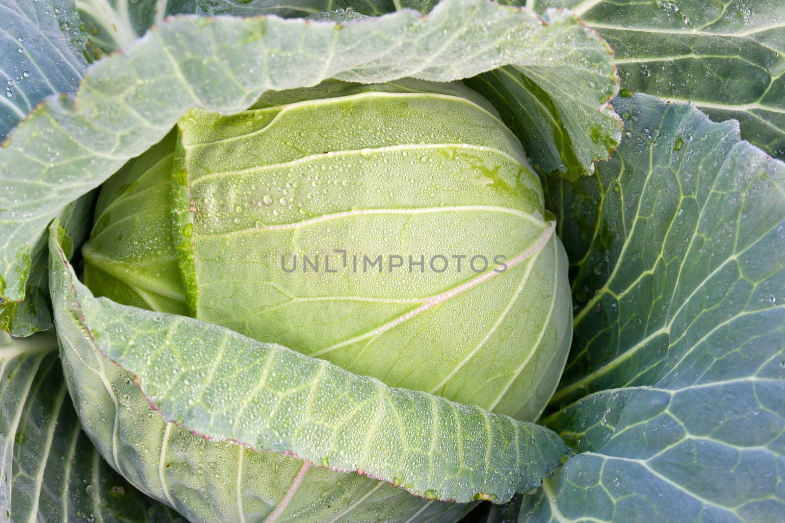 Fresh cabbage on the garden and water drop