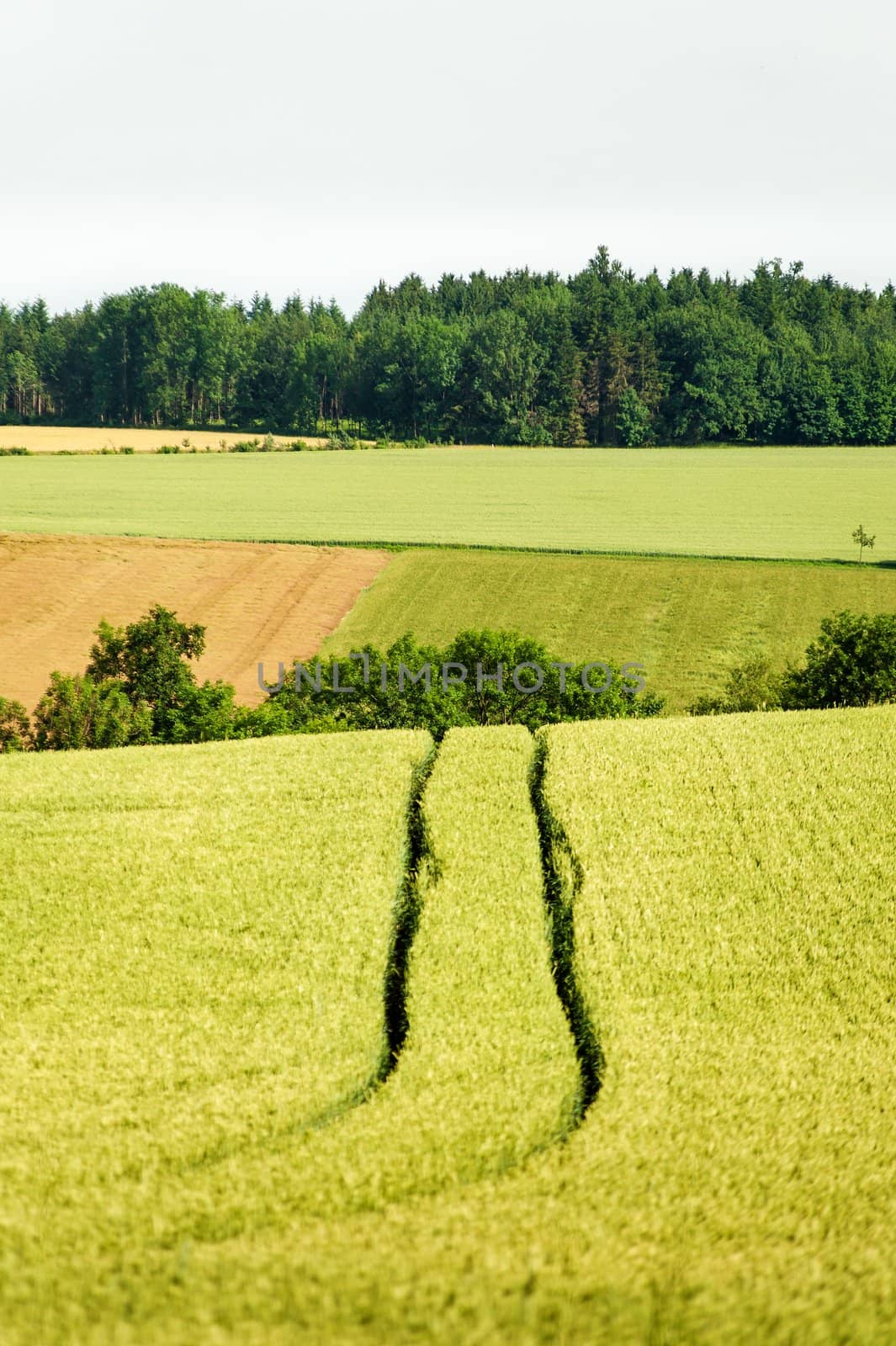 Tractor track in a corn field, taken in upper austria