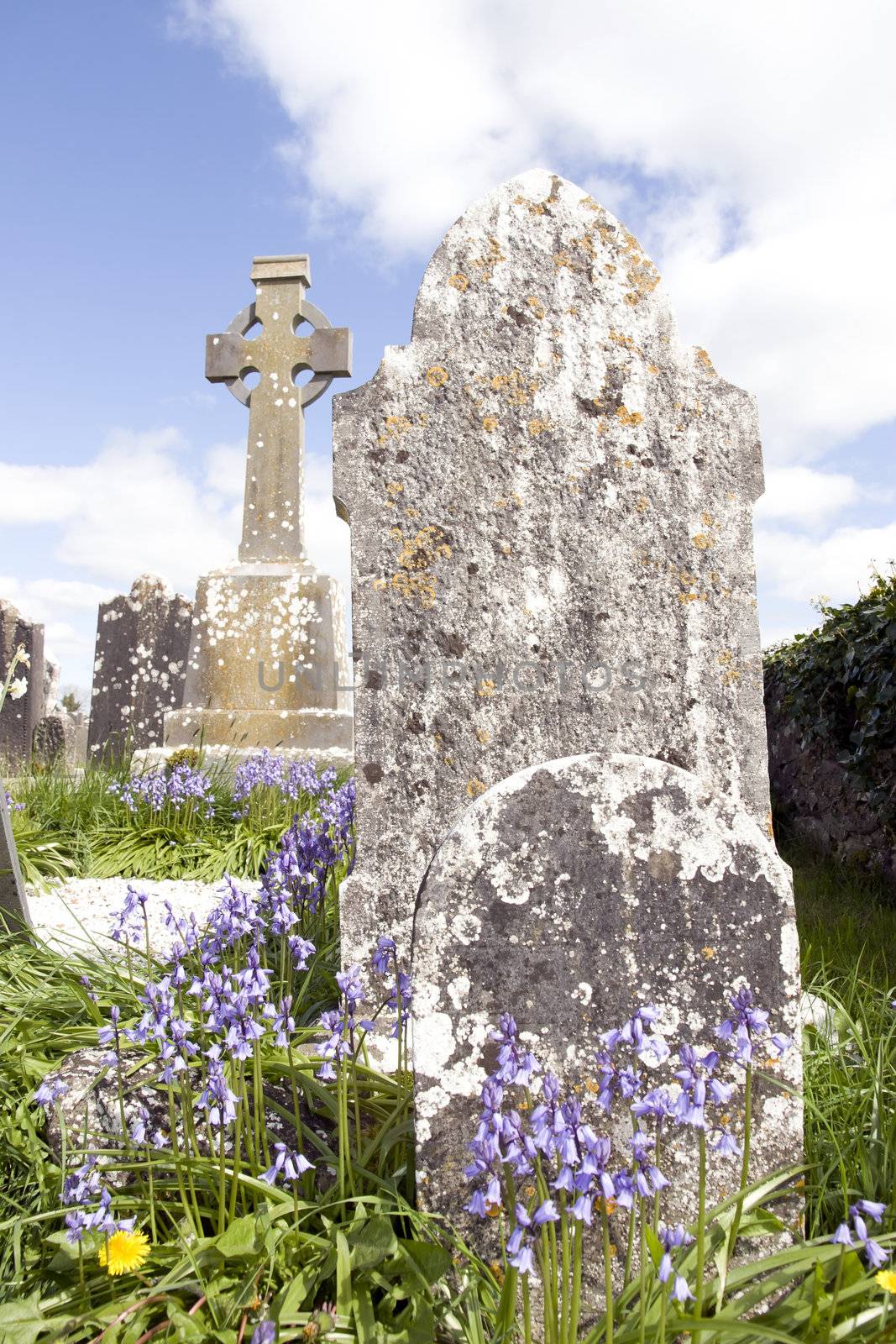 old ancient Celtic graveyard with unmarked gravestones and bluebell flowers in Ireland