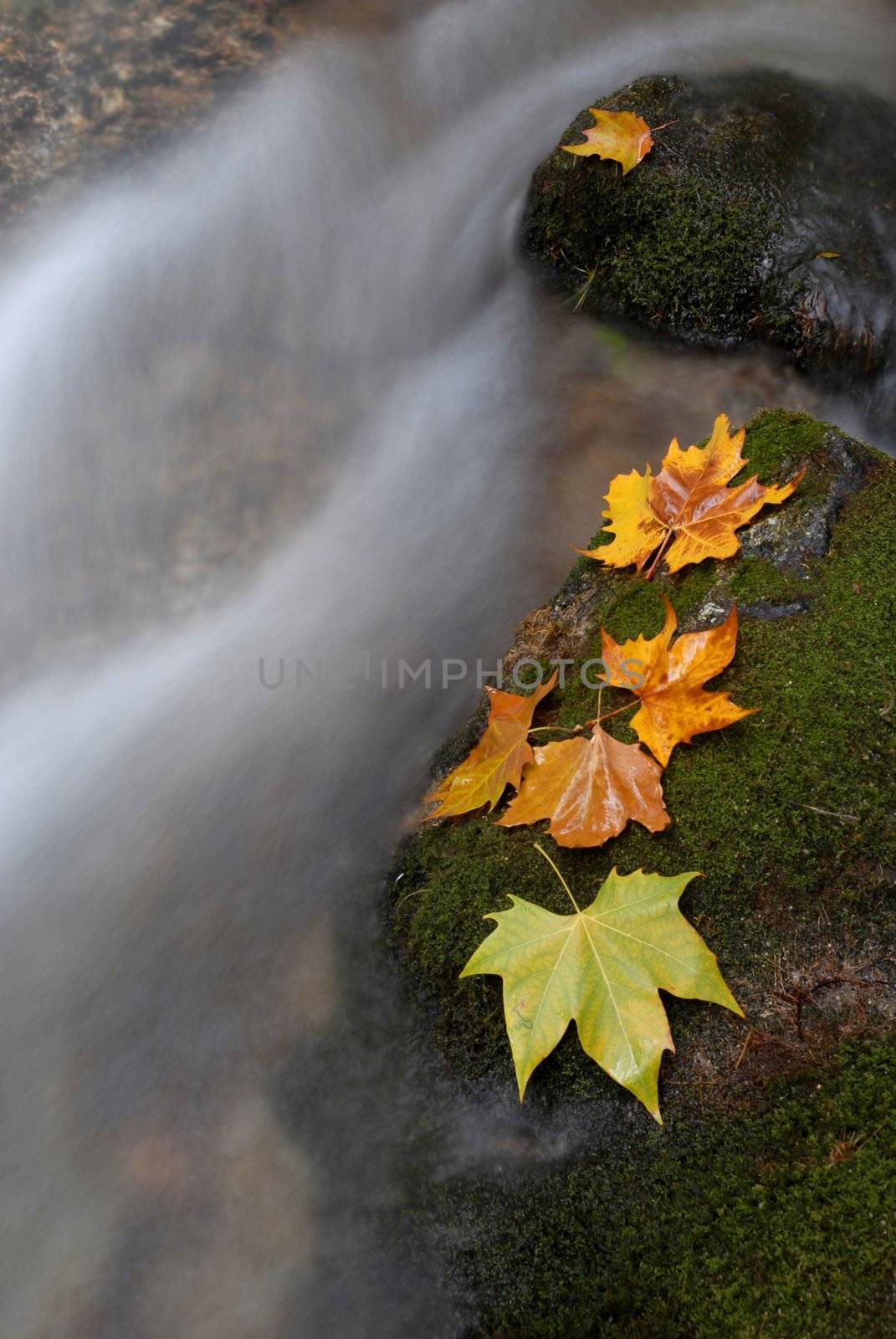 autumn leaves in the edge of the river