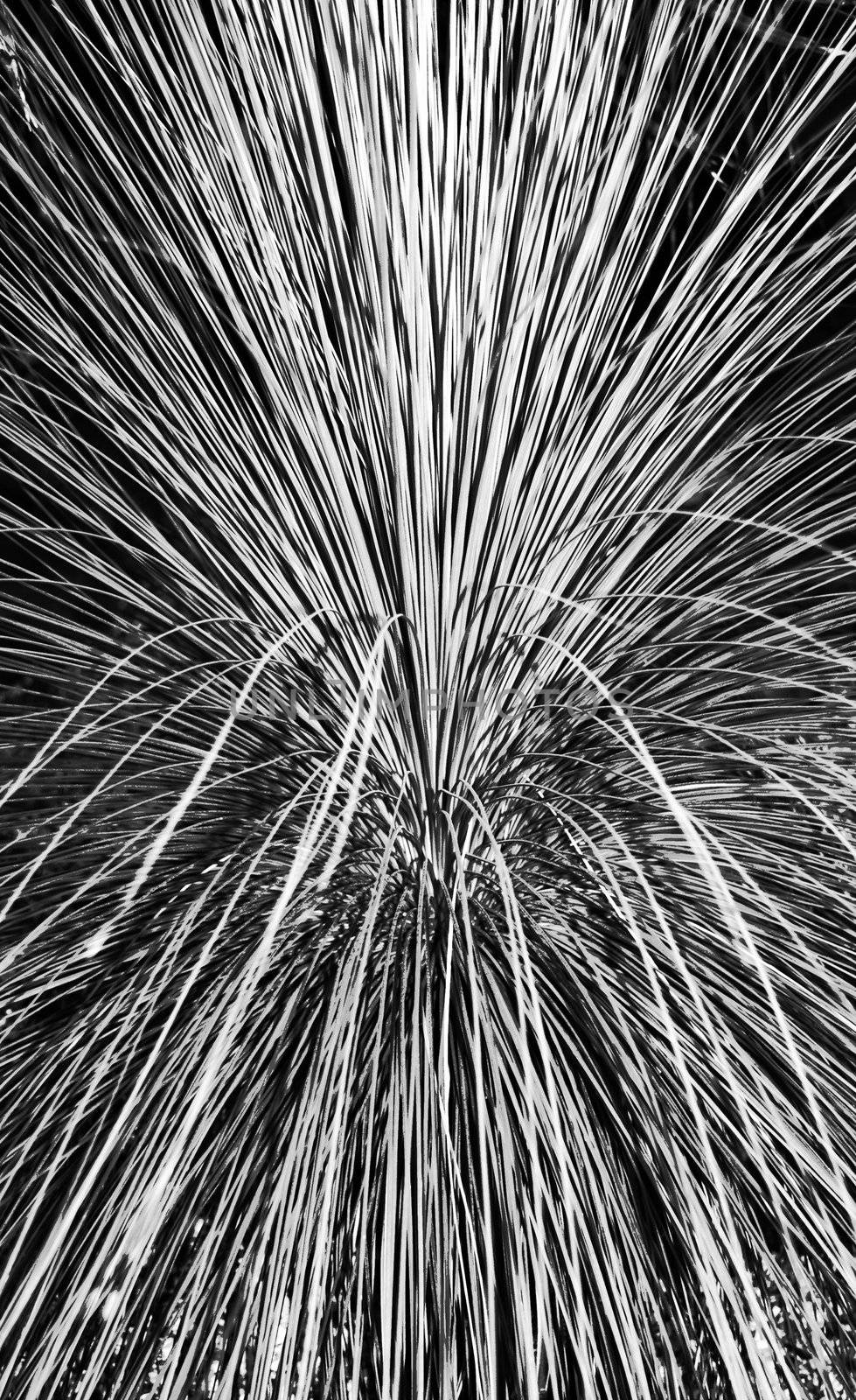 Pampas Grass Abstract by pwillitts