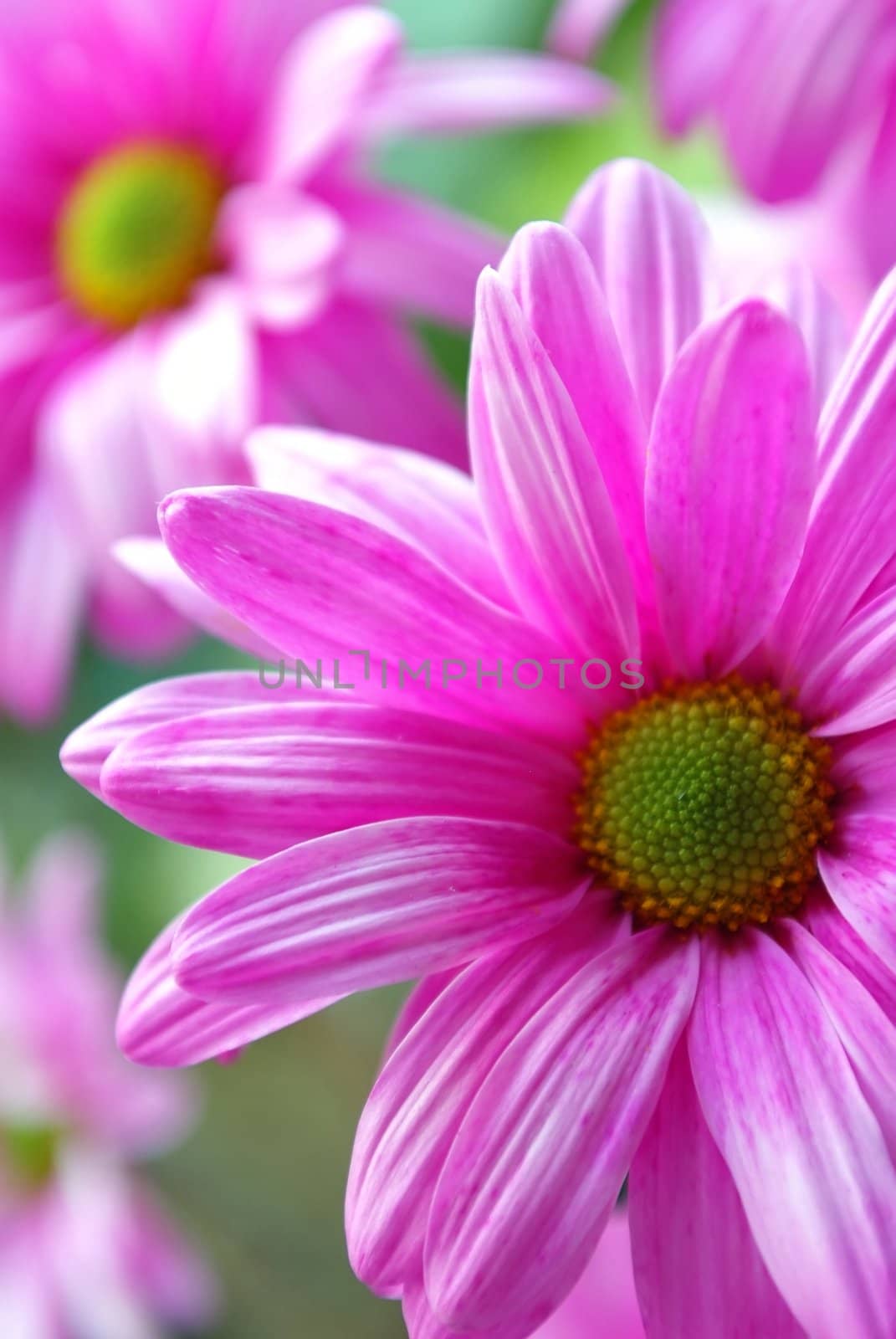 pink daisies background by Maya