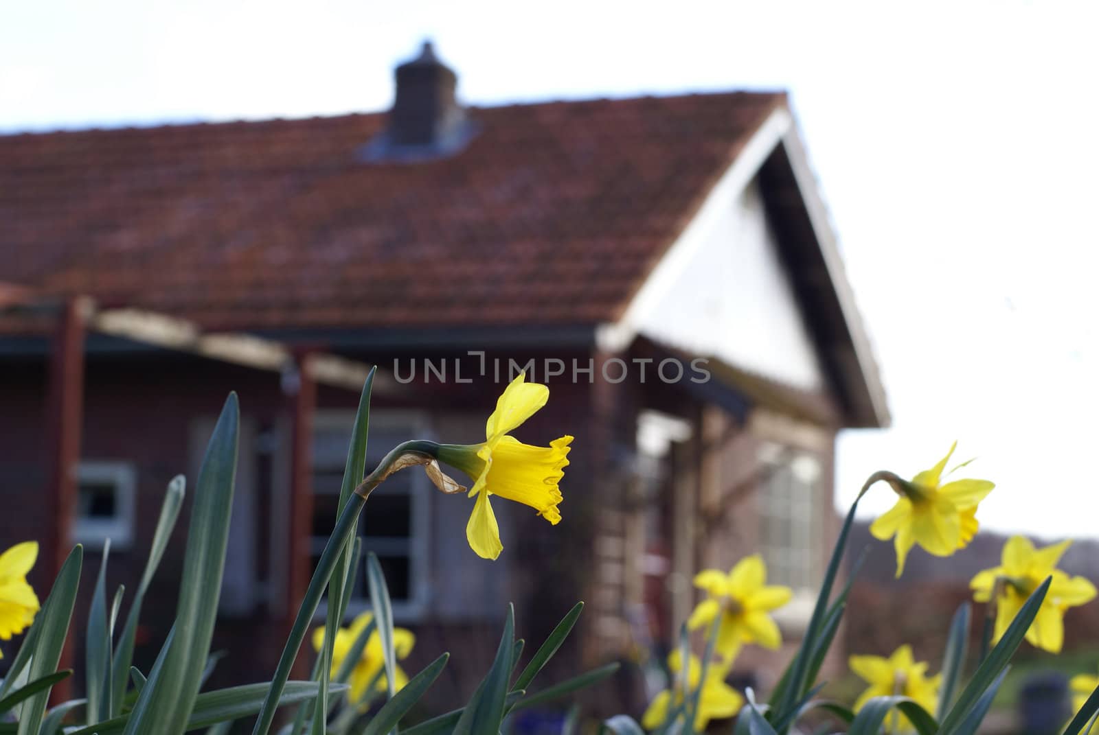 Narcis in bloom with vague house in the background