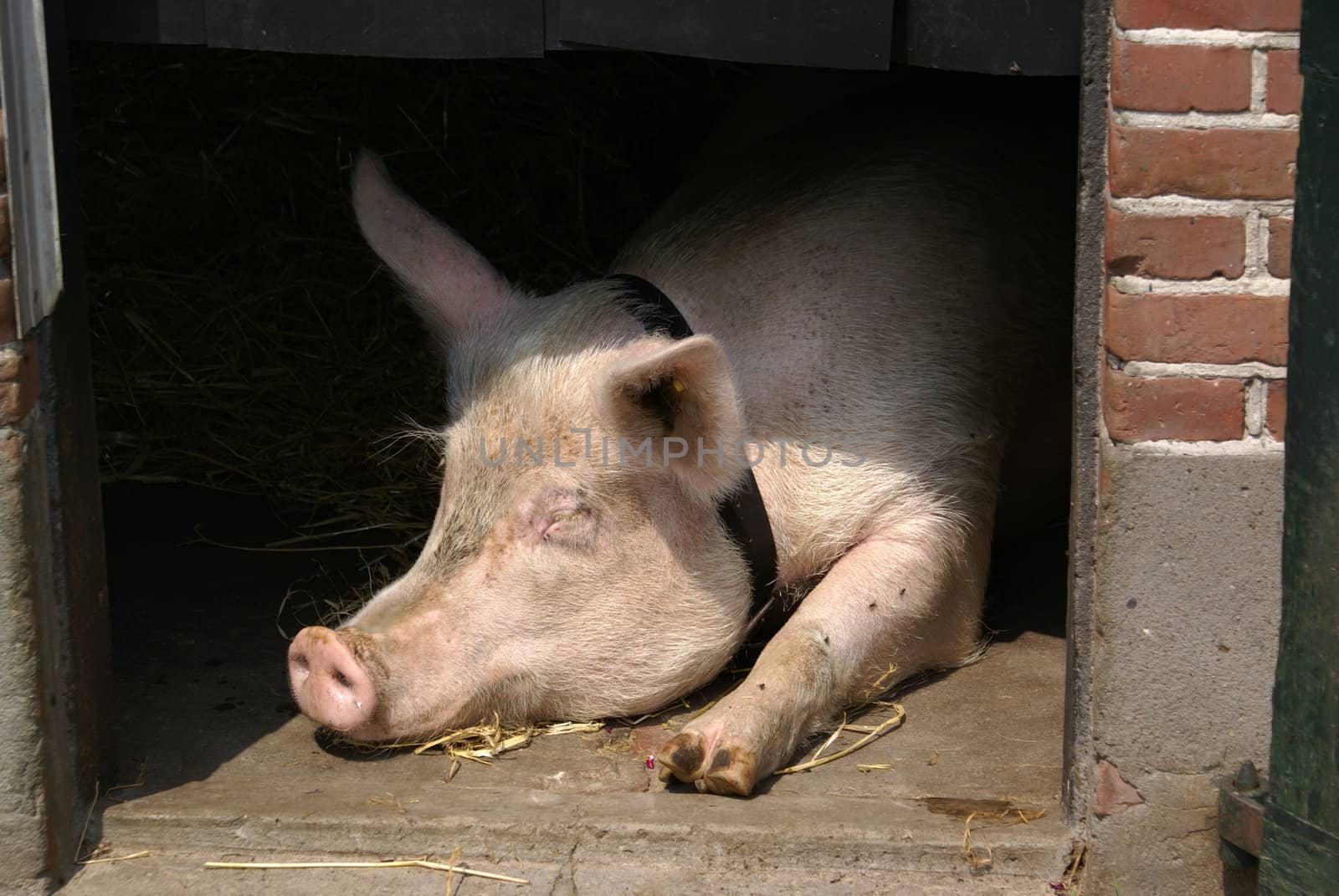 Miss Piggy enjoying the sun.