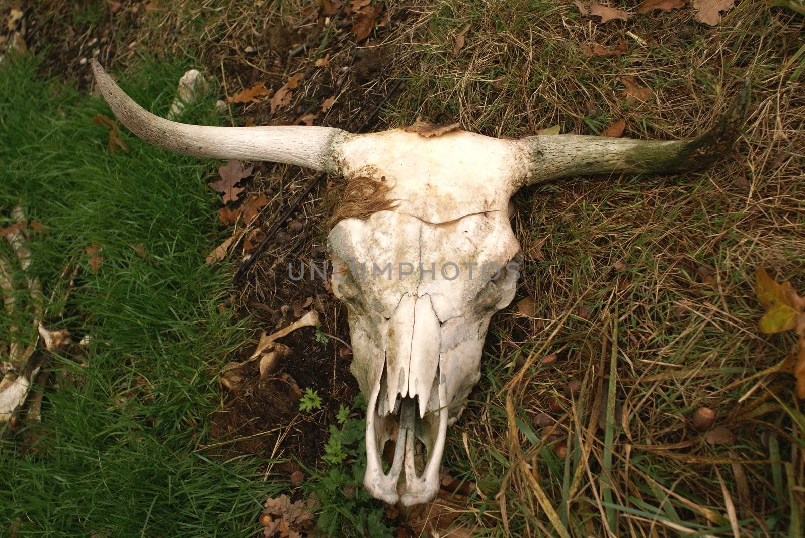 The skull of an scottish highlander.