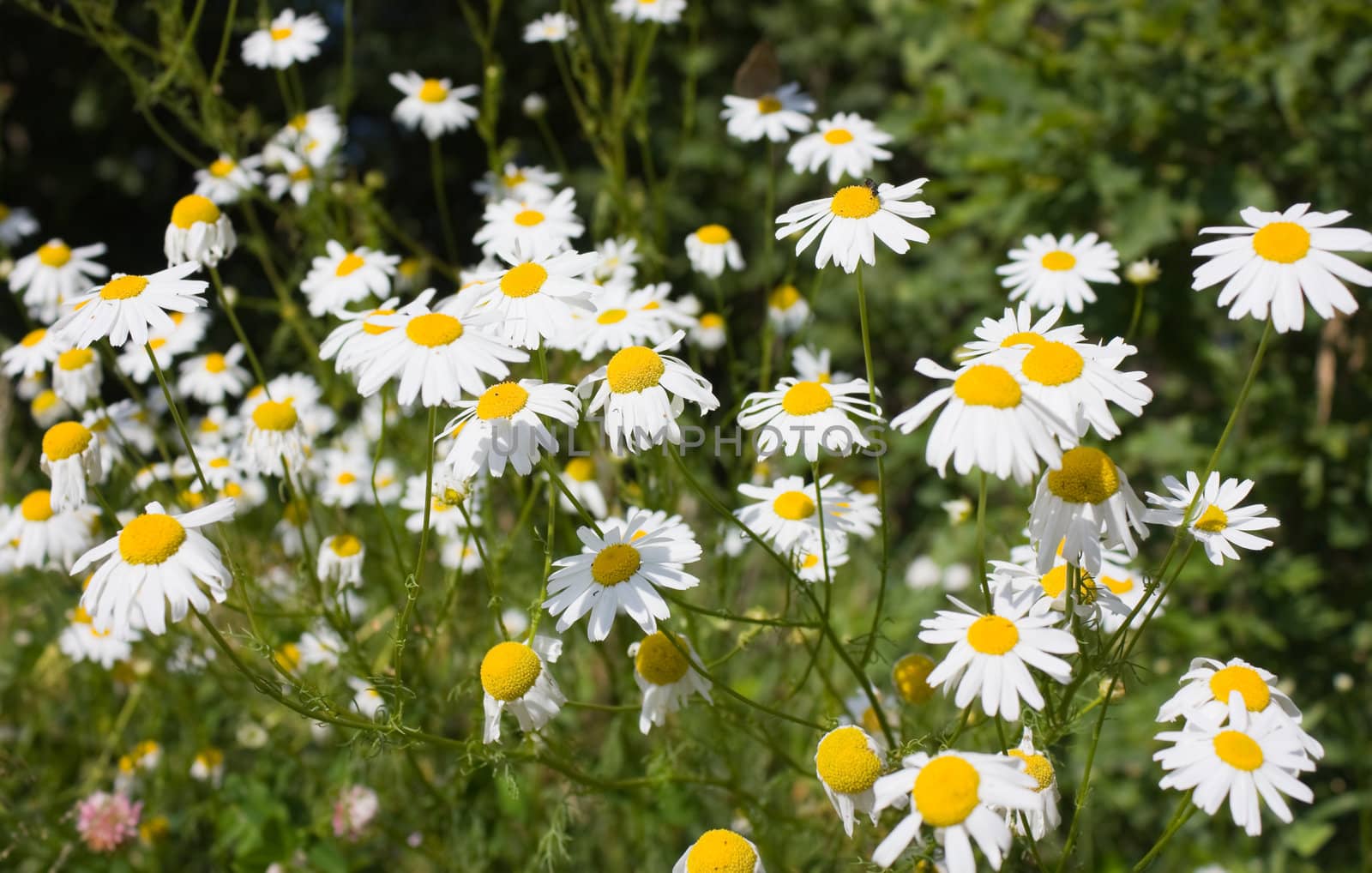 daisies on the meadow