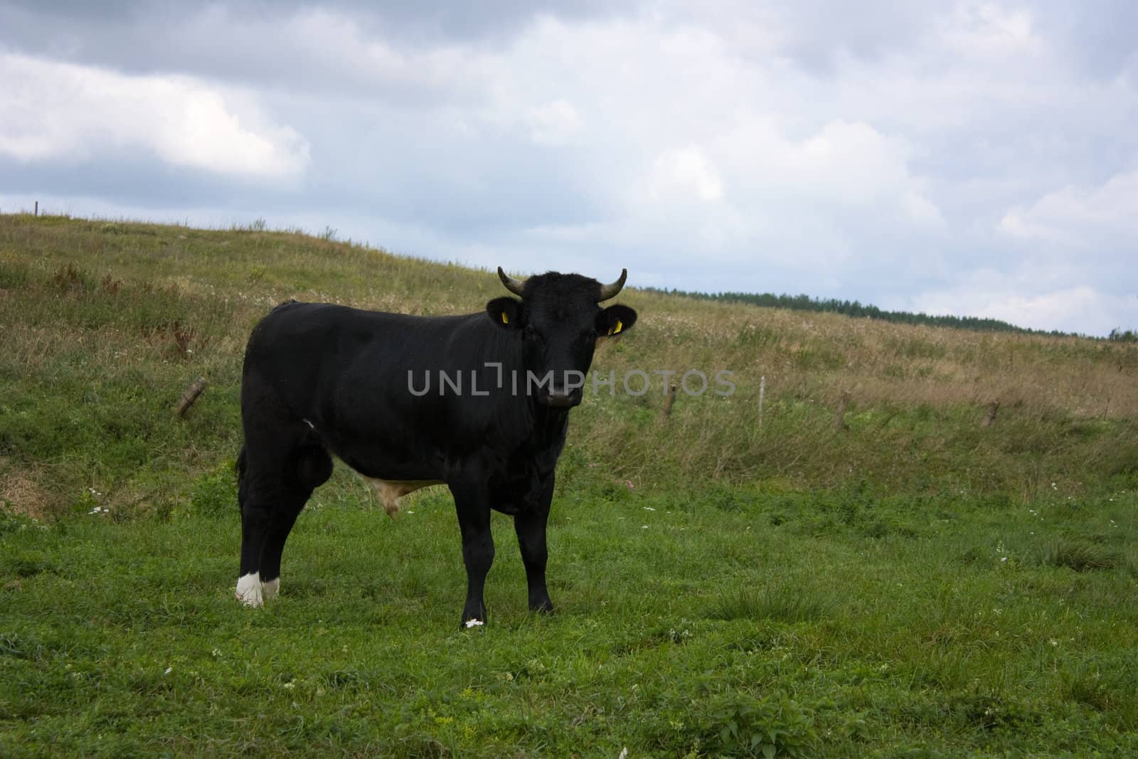 bull on a meadow