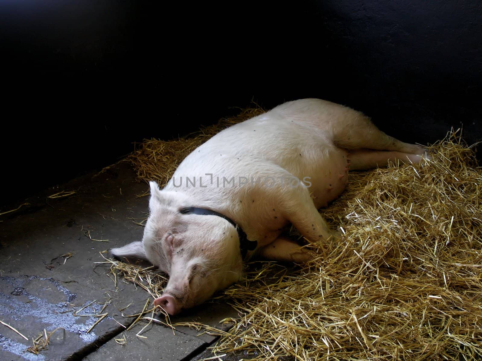 A pig lying in a stable.