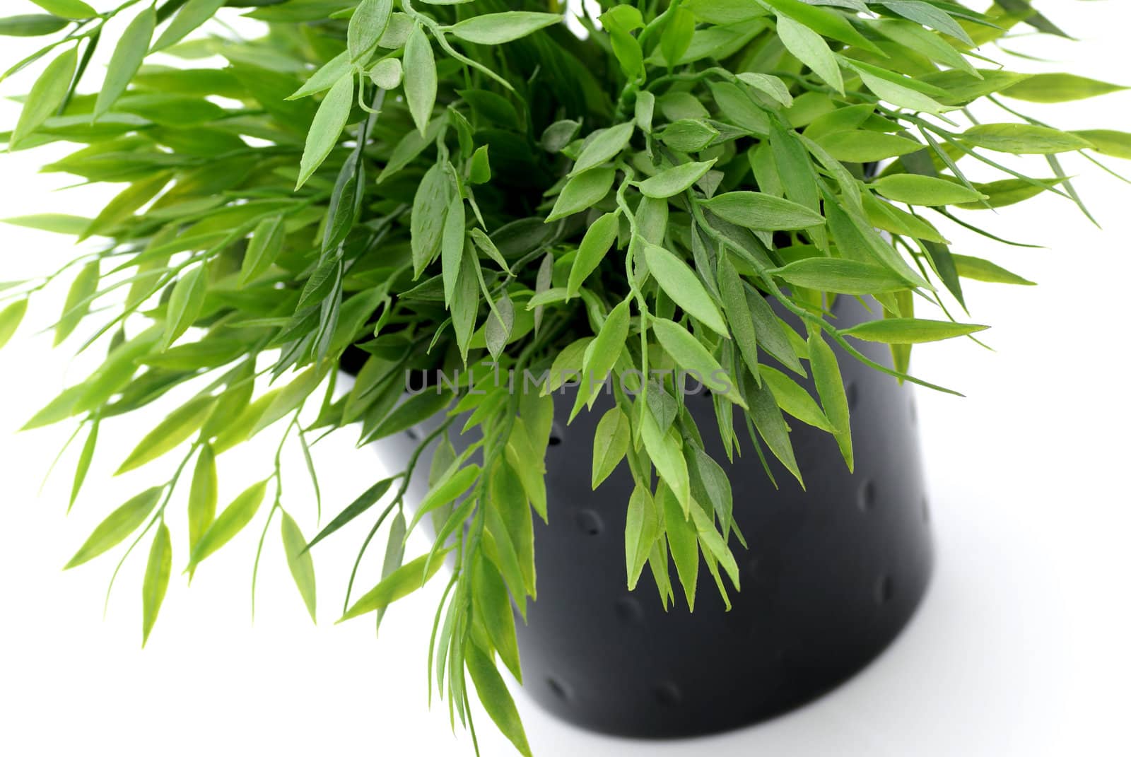 A green plant in black pot.