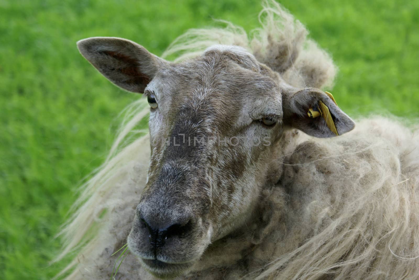 Sheep definitely needs a shear.