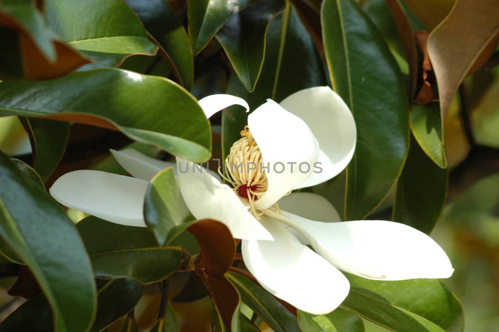 A large white magnolia bloom seen up close
