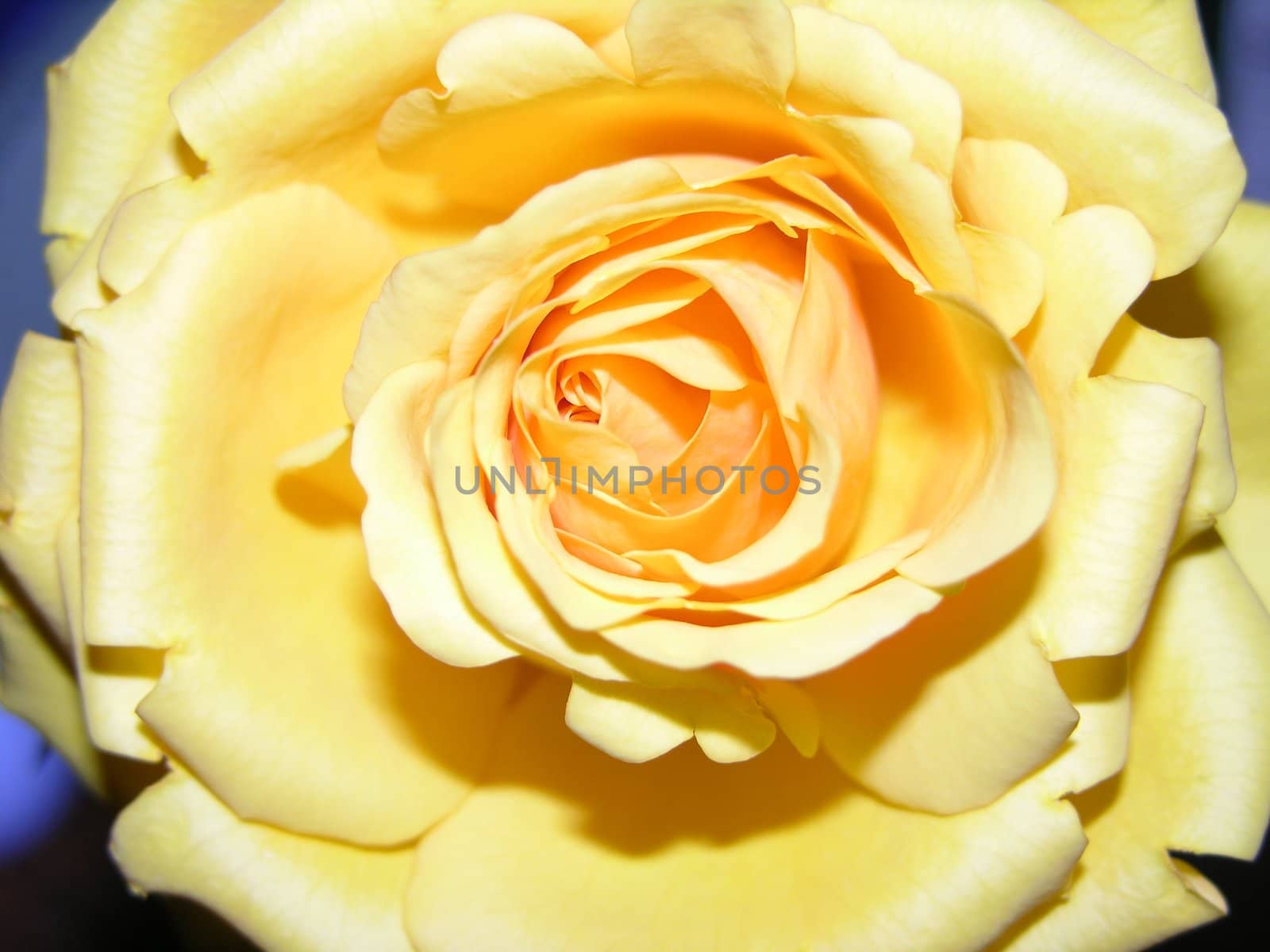 A large yellow rose seen up close