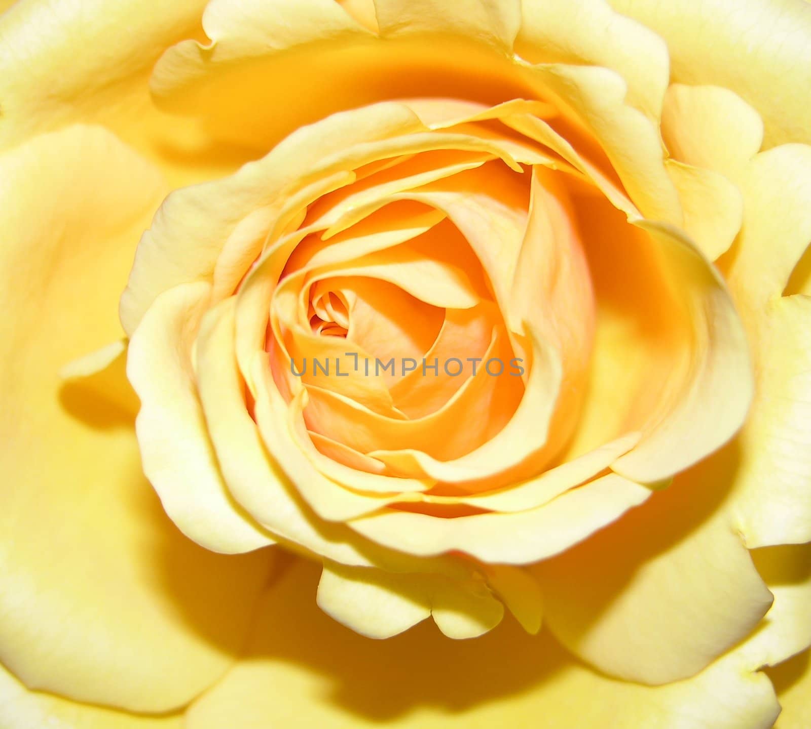 A large yellow rose by northwoodsphoto