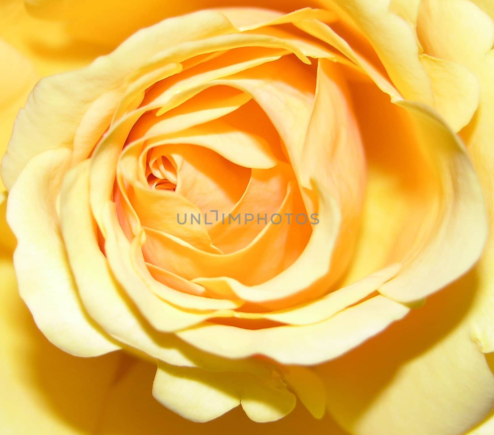 A large rose by northwoodsphoto