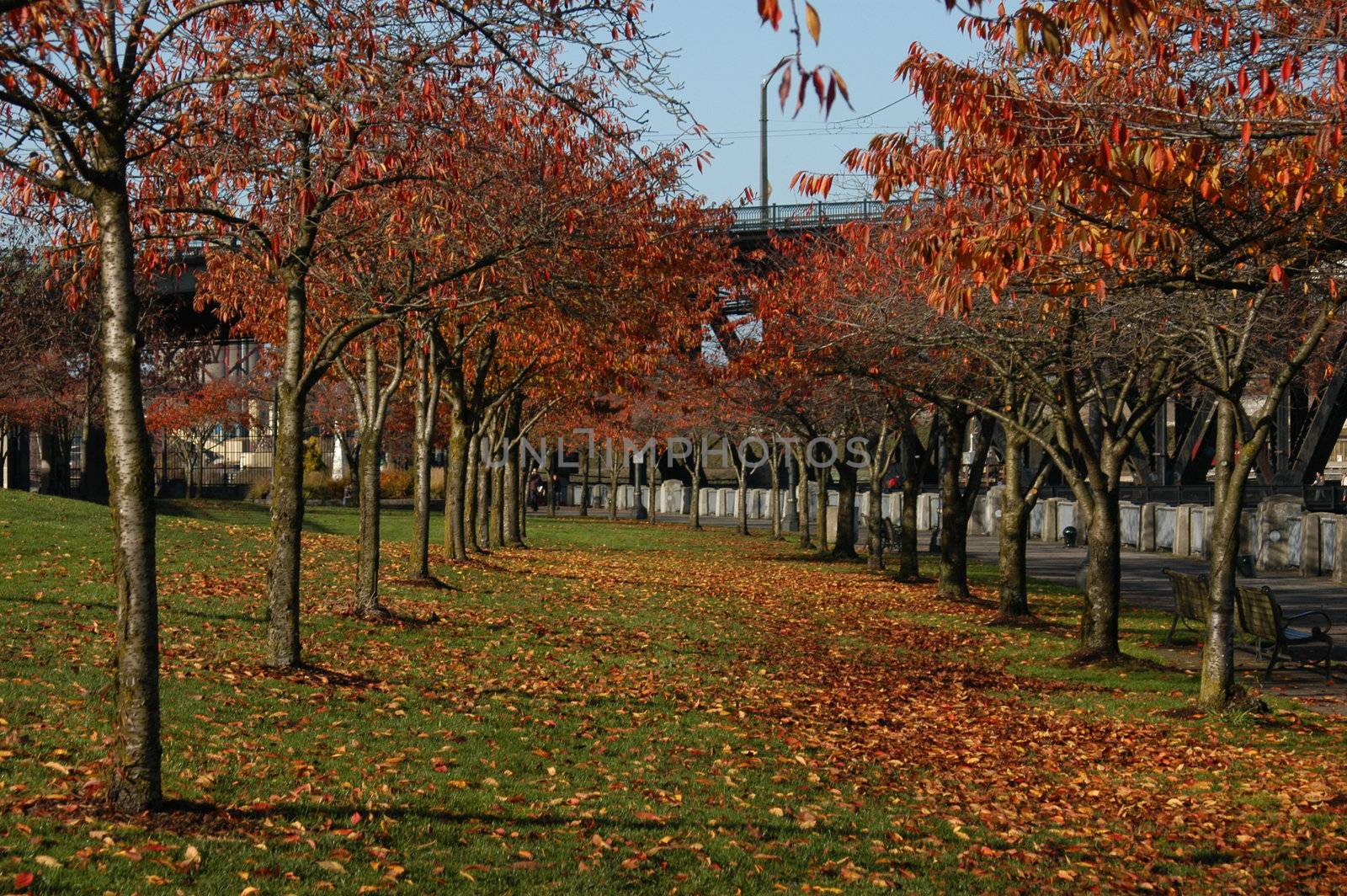 Fall scene in Portland Oregon