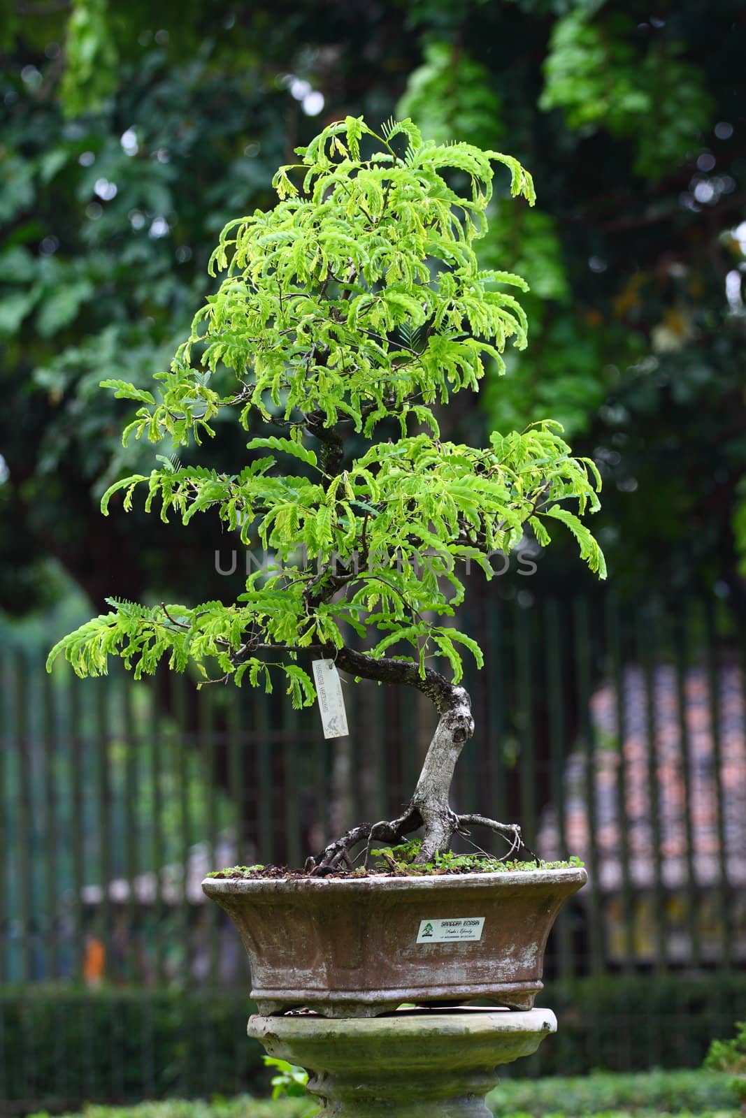 bonsai on green grass background