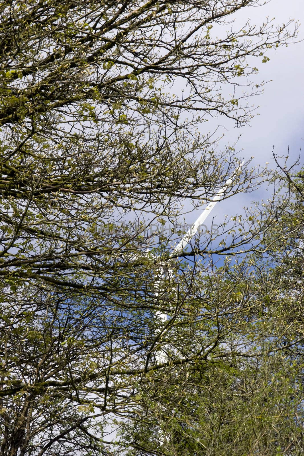 windmill seen through the tree branches by morrbyte