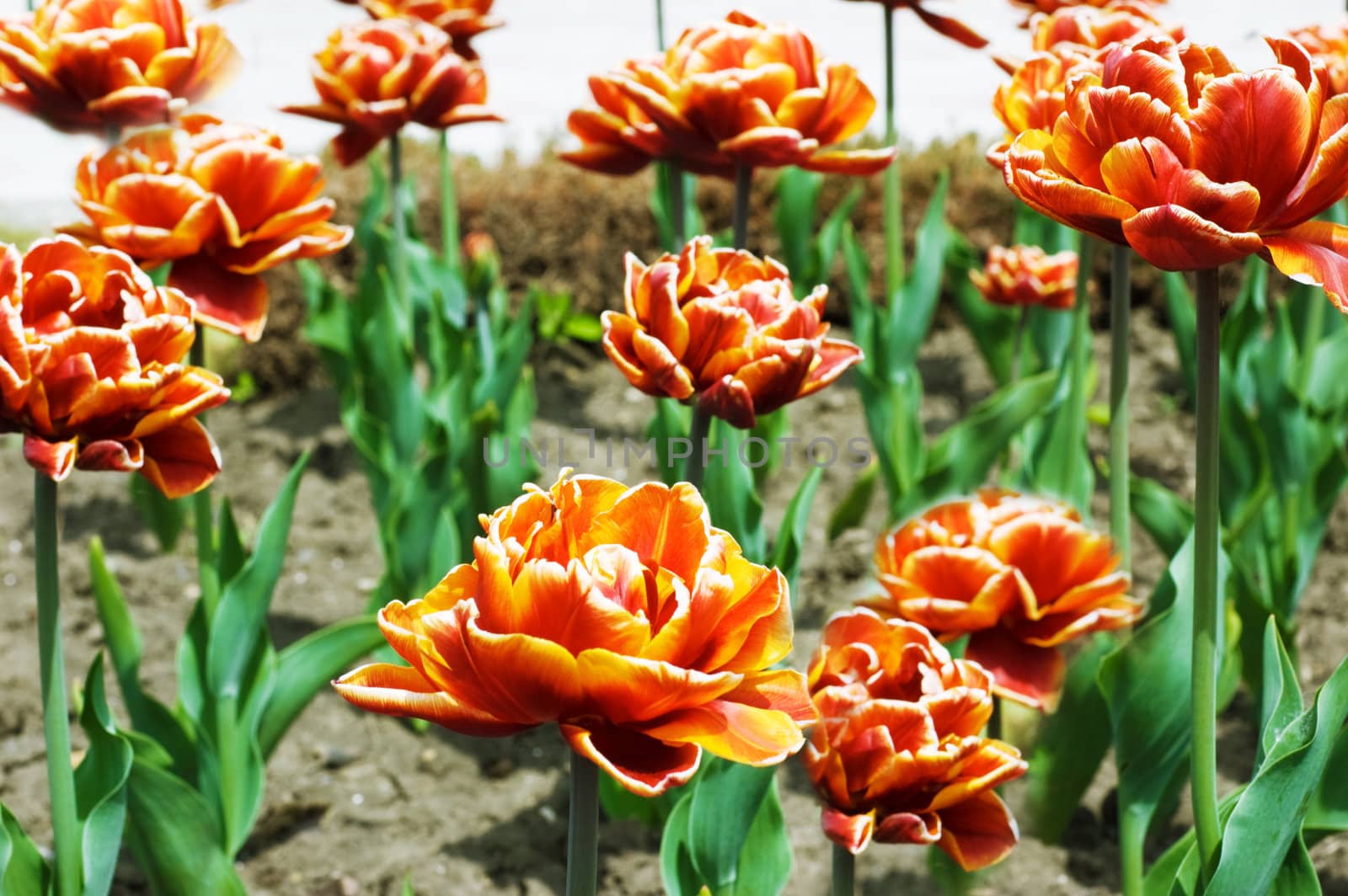 Red tulips growing in the flowerbed