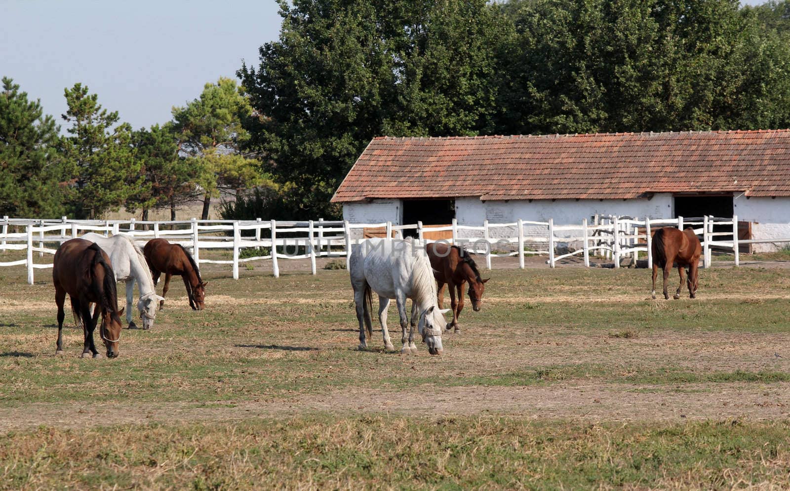 farm with herd of horses in corral