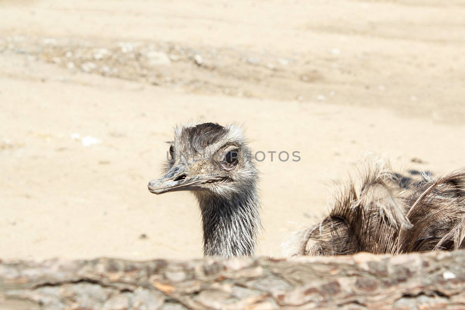 Portrait of an ostrich shot at a farm in Czech Republic