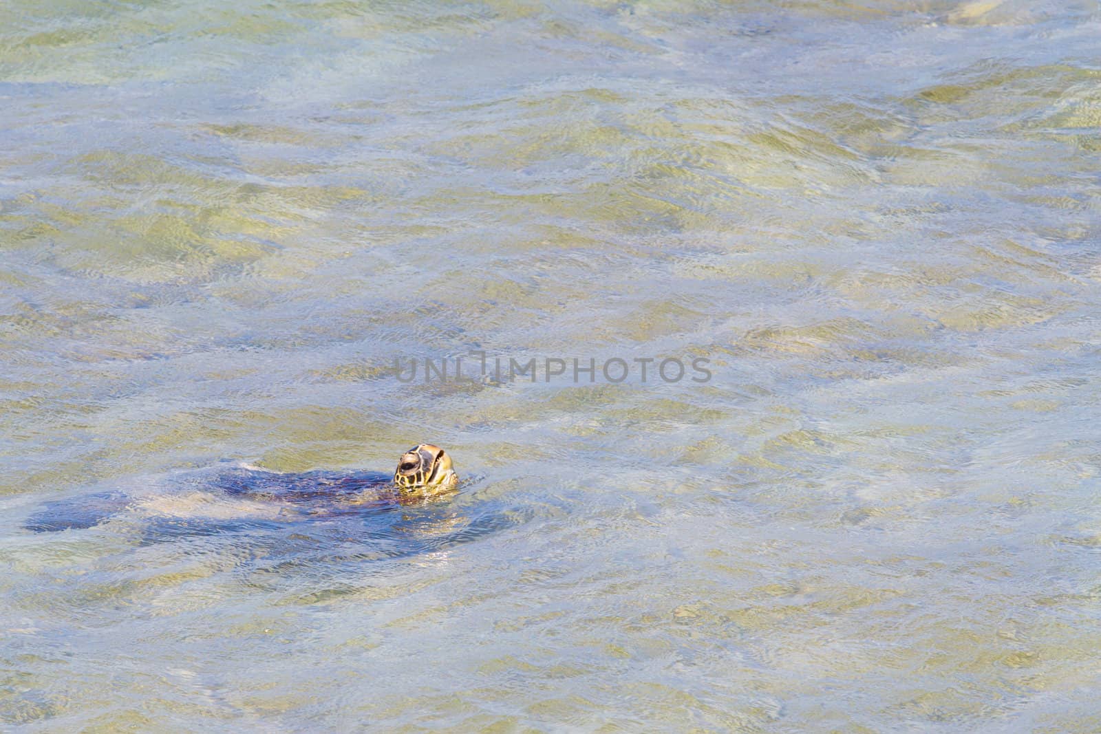 A rare image of a sea turtle coming up for air in the ocean water of the north shore of Oahu. This amazing animal is swimming in the waves and coming up to breathe only occasionally.