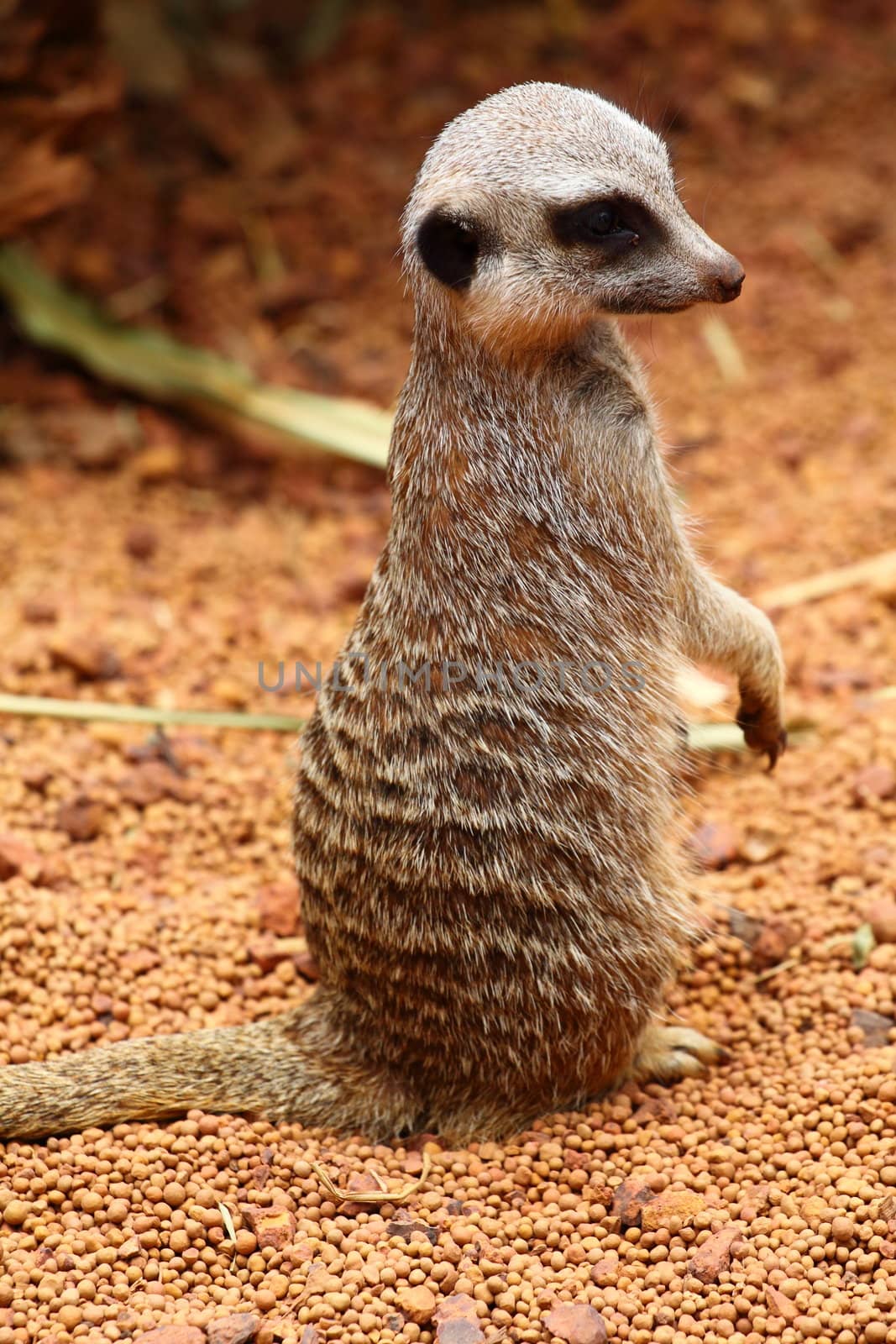 Australian Meerkat 