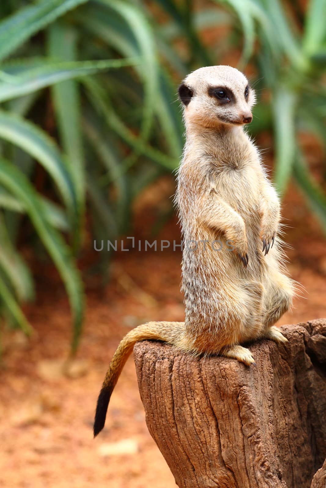 Australian Meerkat 