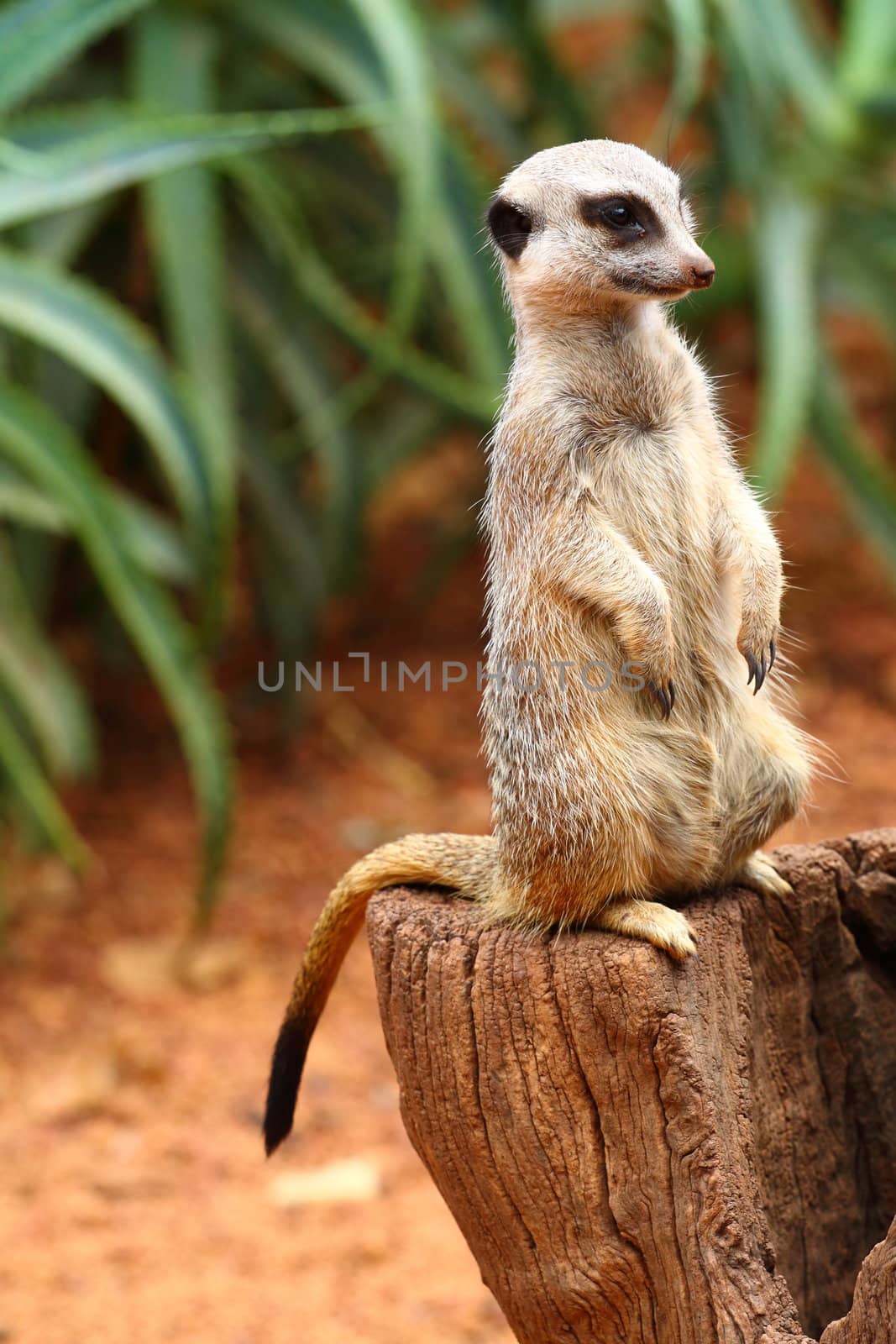 Australian Meerkat 