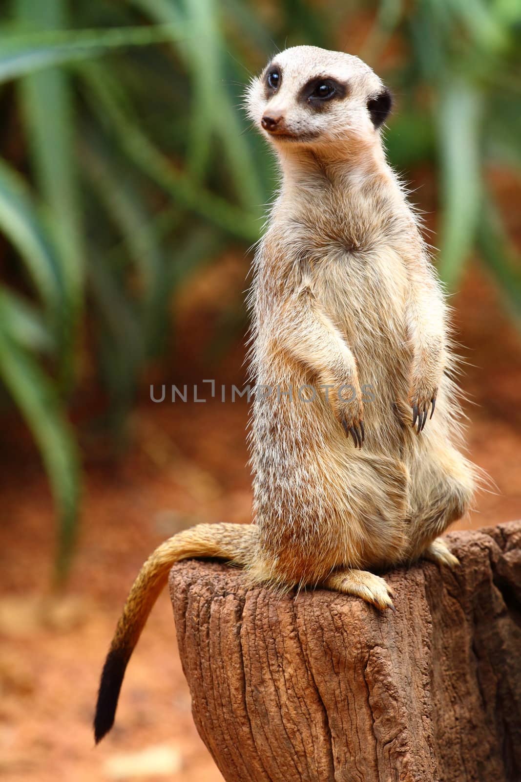 Australian Meerkat 