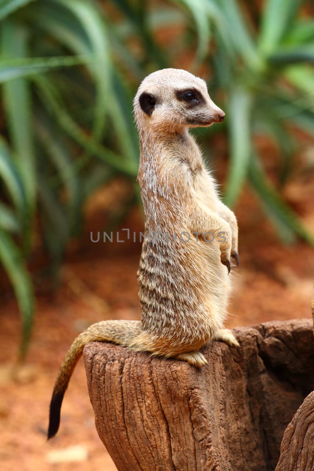 Australian Meerkat 