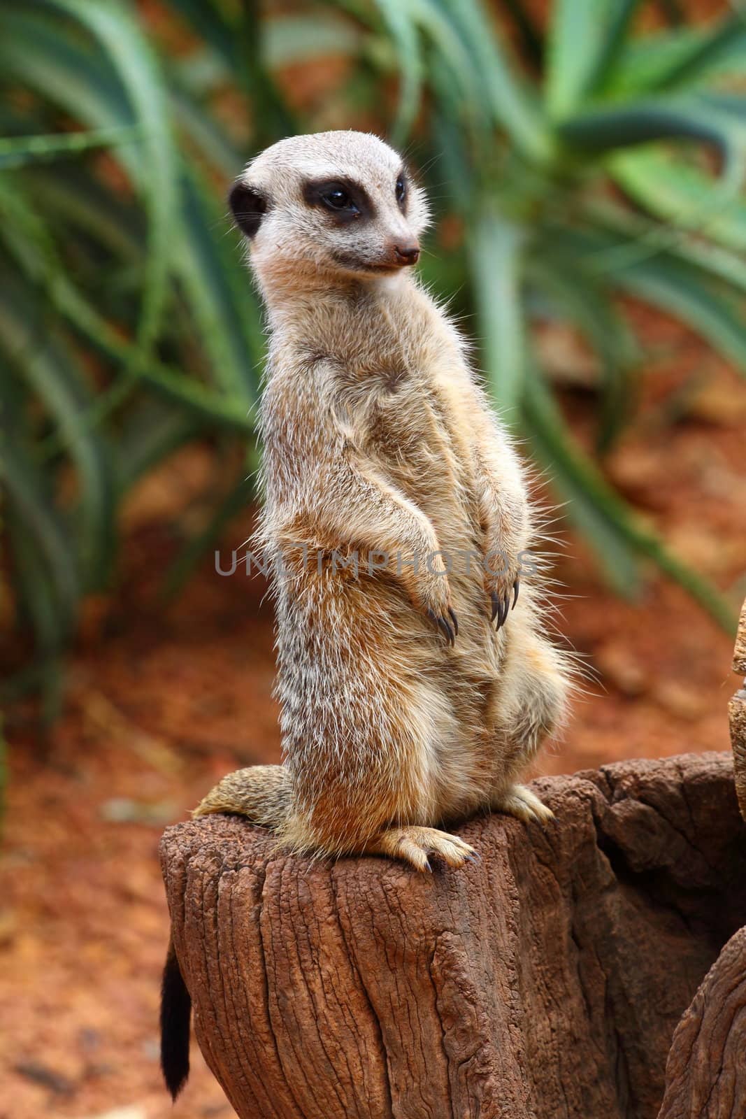 Australian Meerkat 