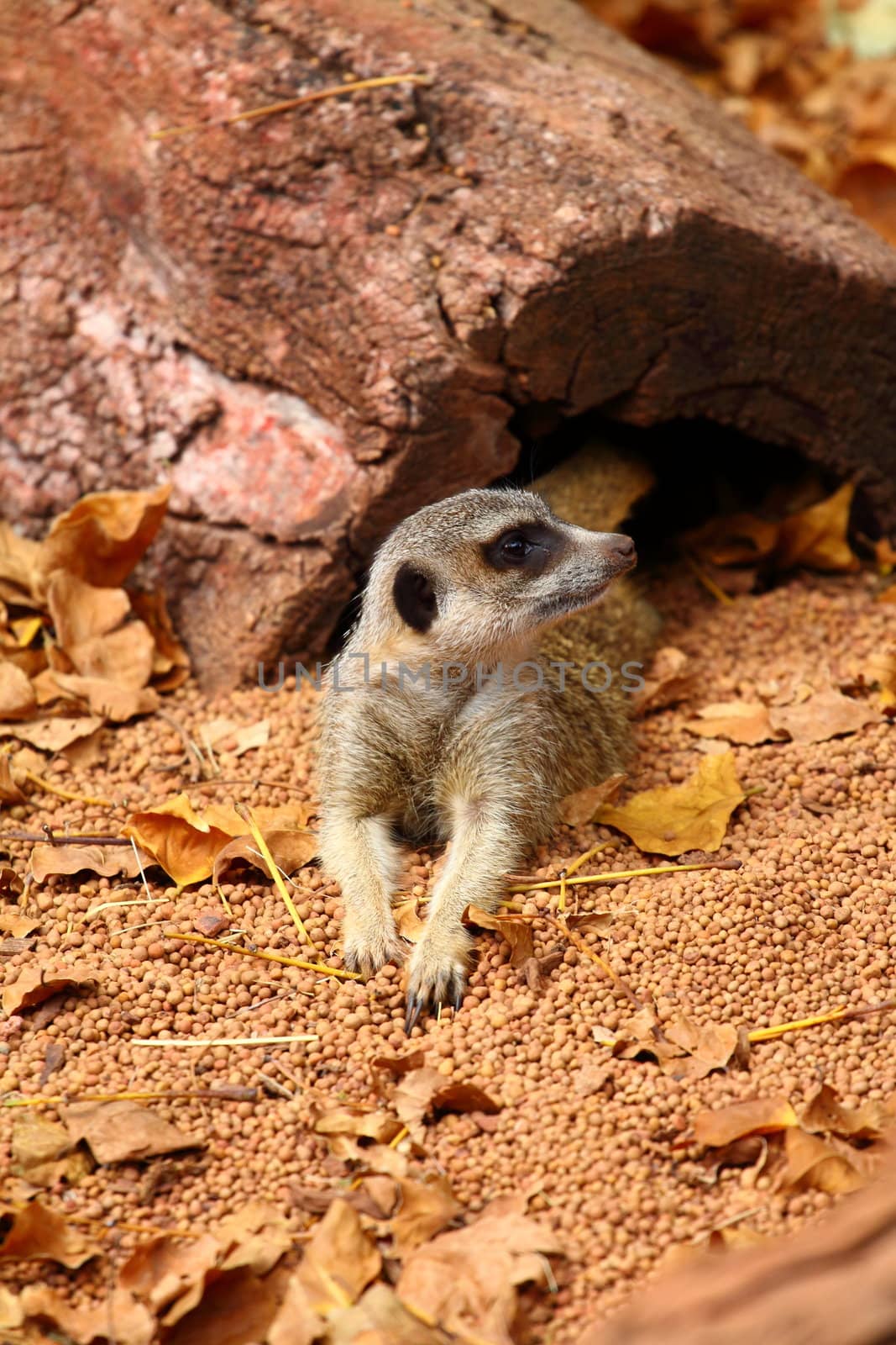 Australian Meerkat 