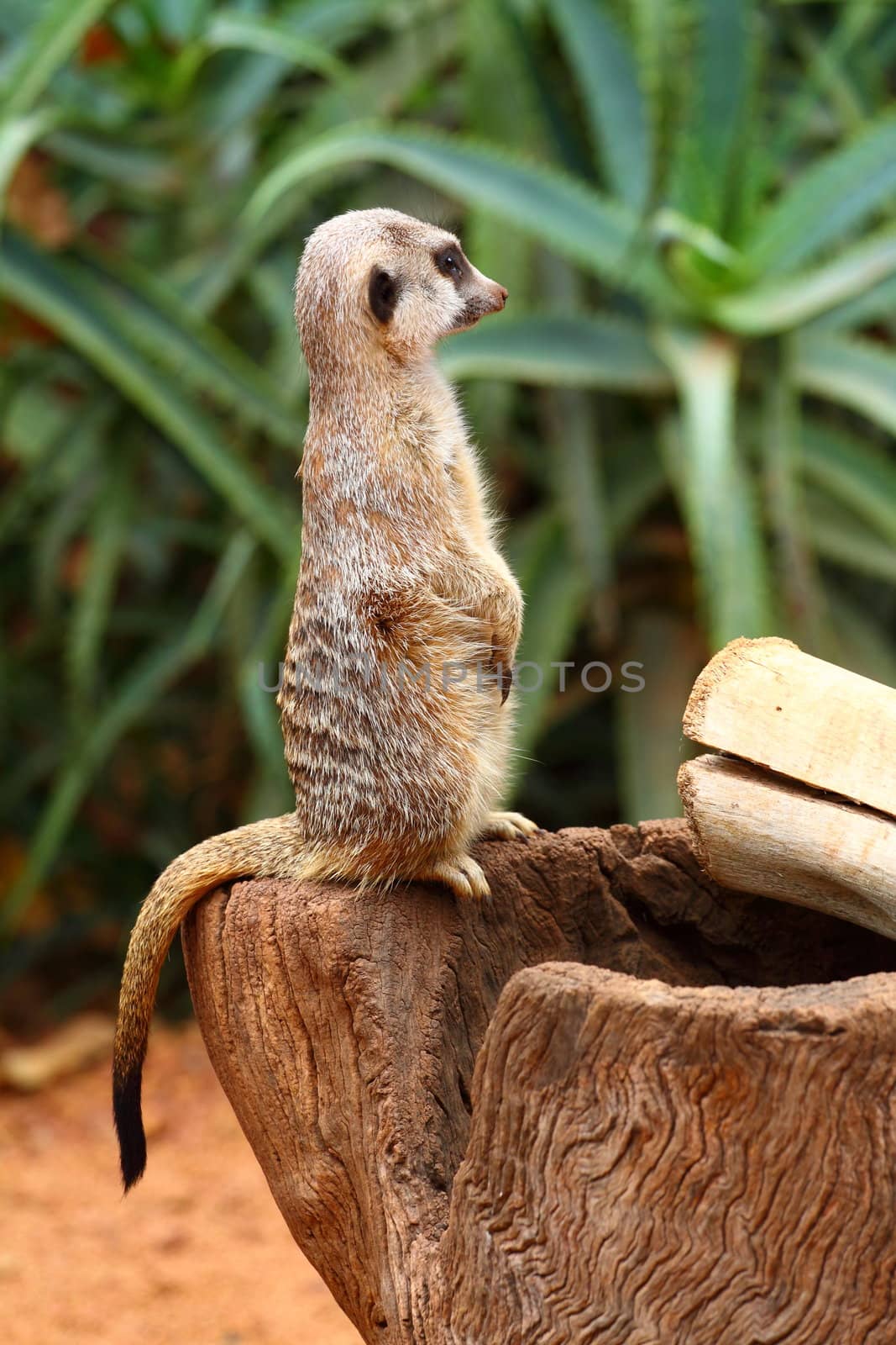 Australian Meerkat 