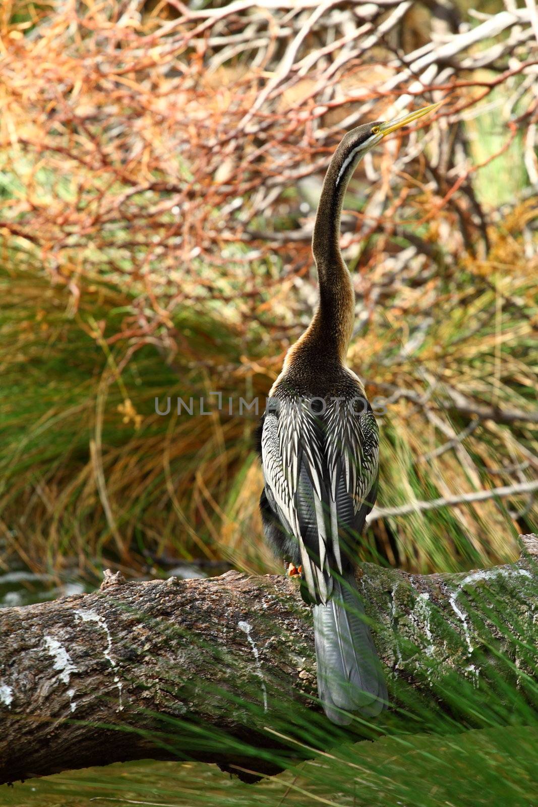 Australian Bird 