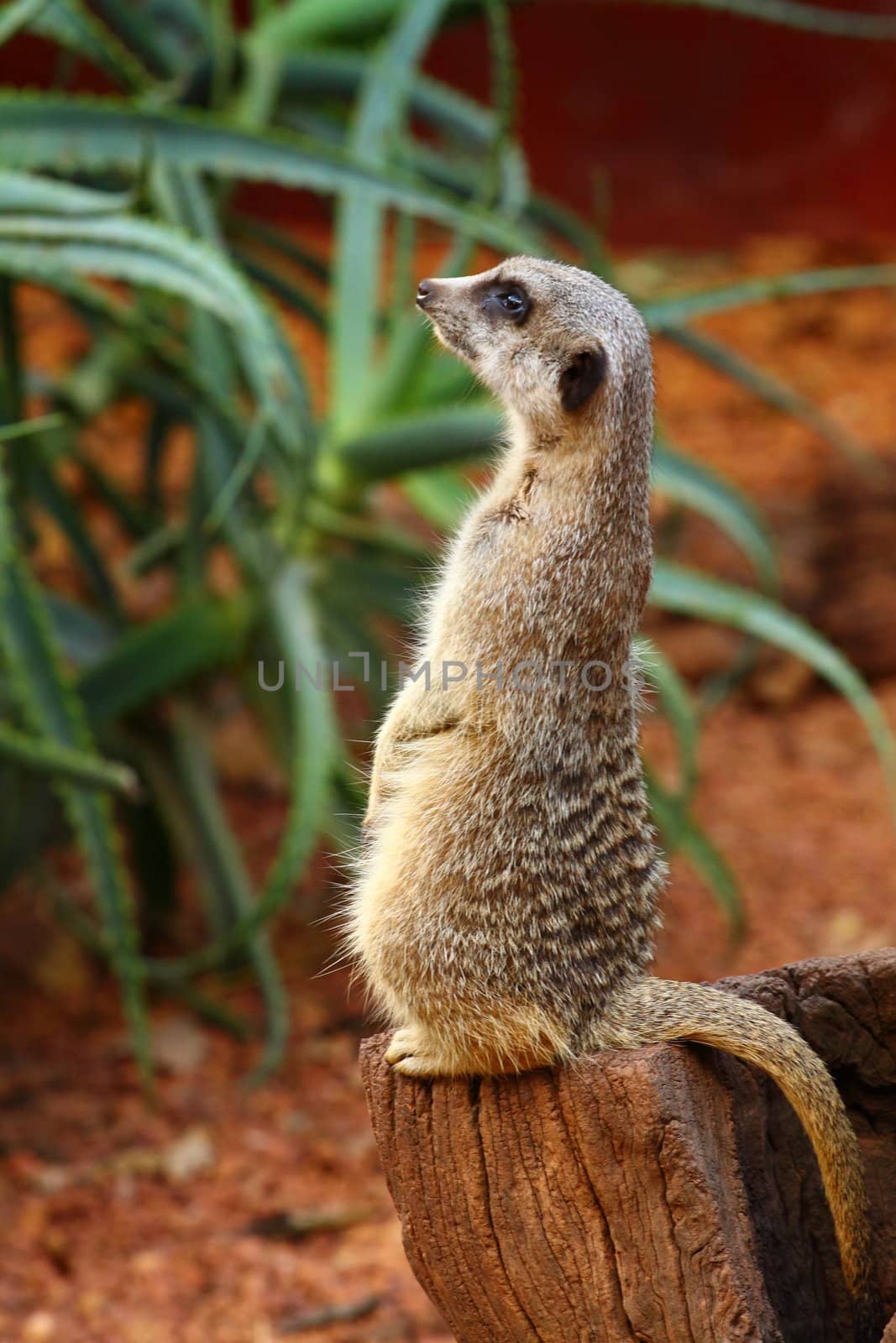 Australian Meerkat 