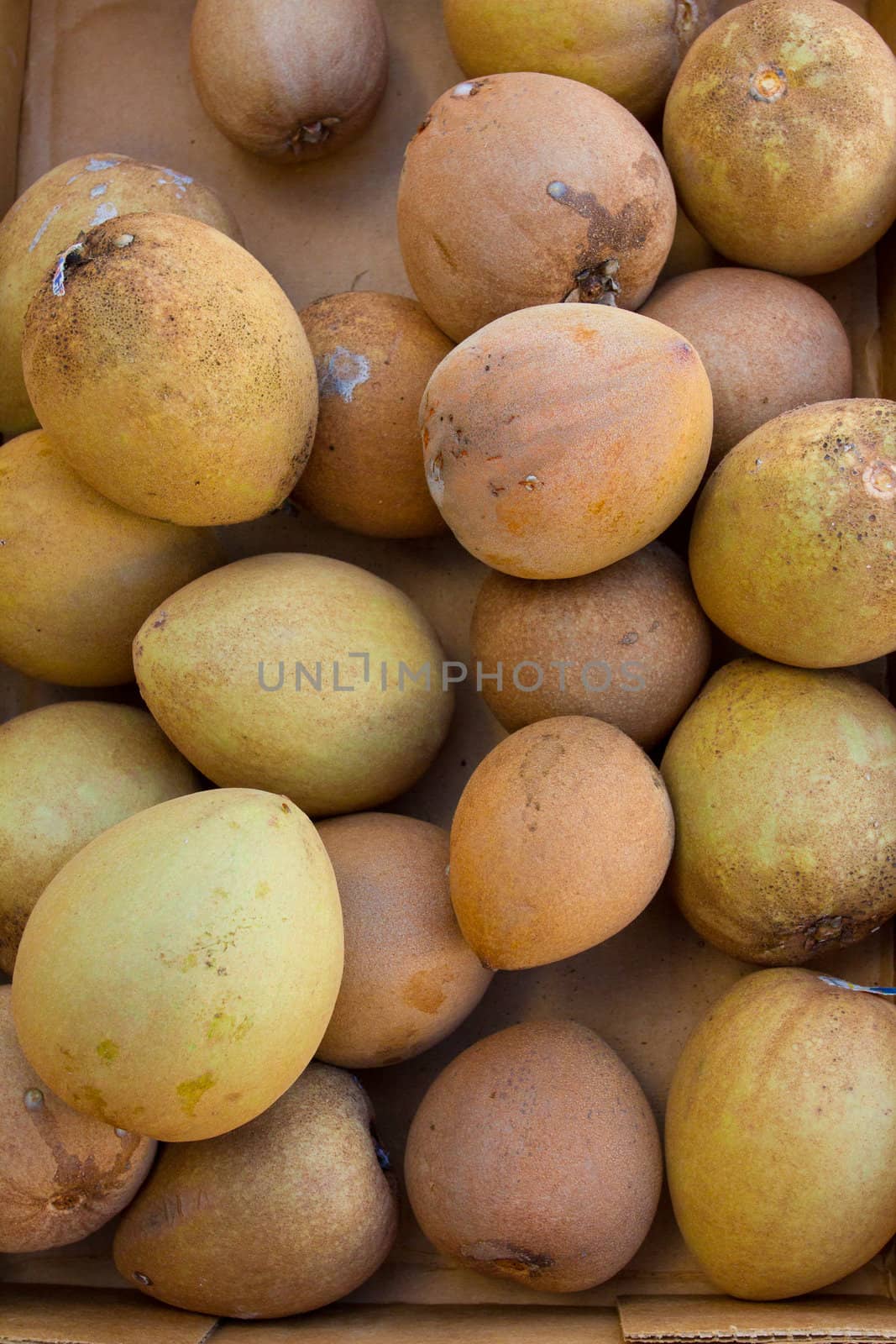 Cannonball Fruit by joshuaraineyphotography