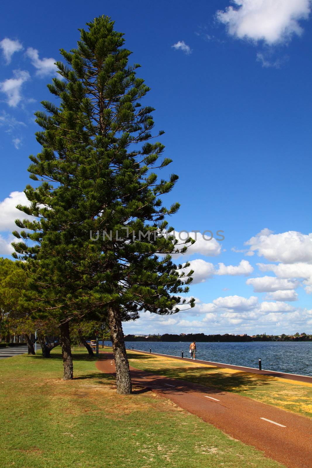 Araucaria tree in Perth, Australia 