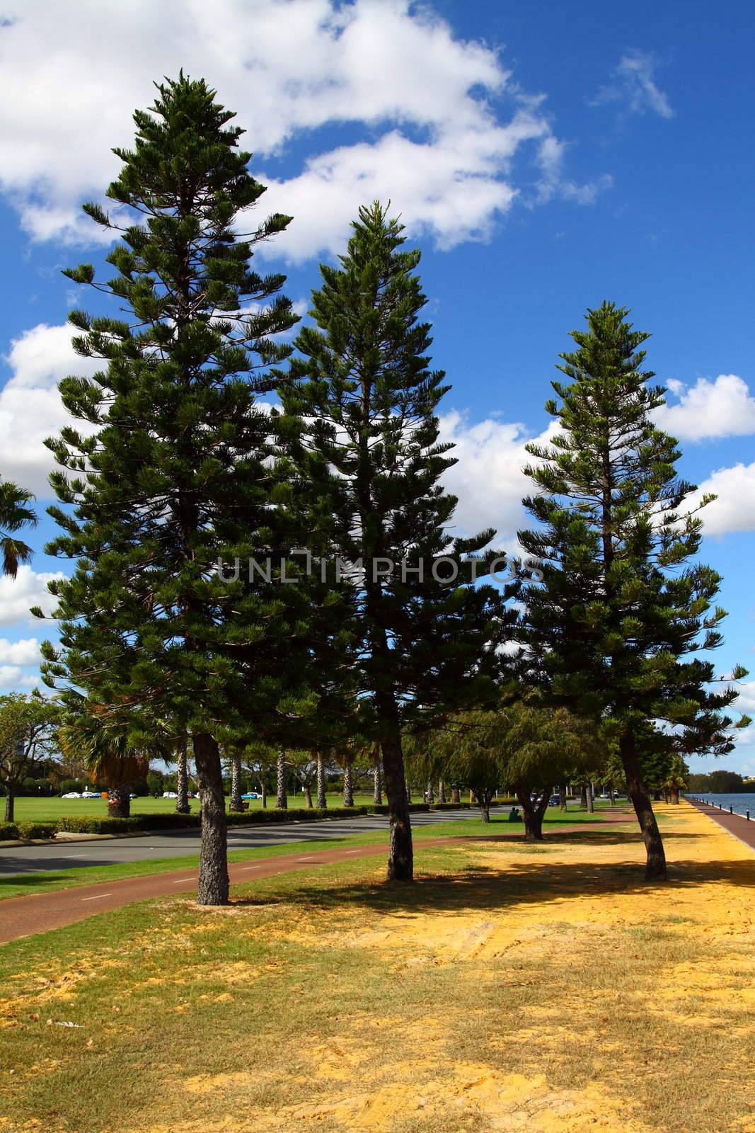 Araucaria tree in Perth, Australia 